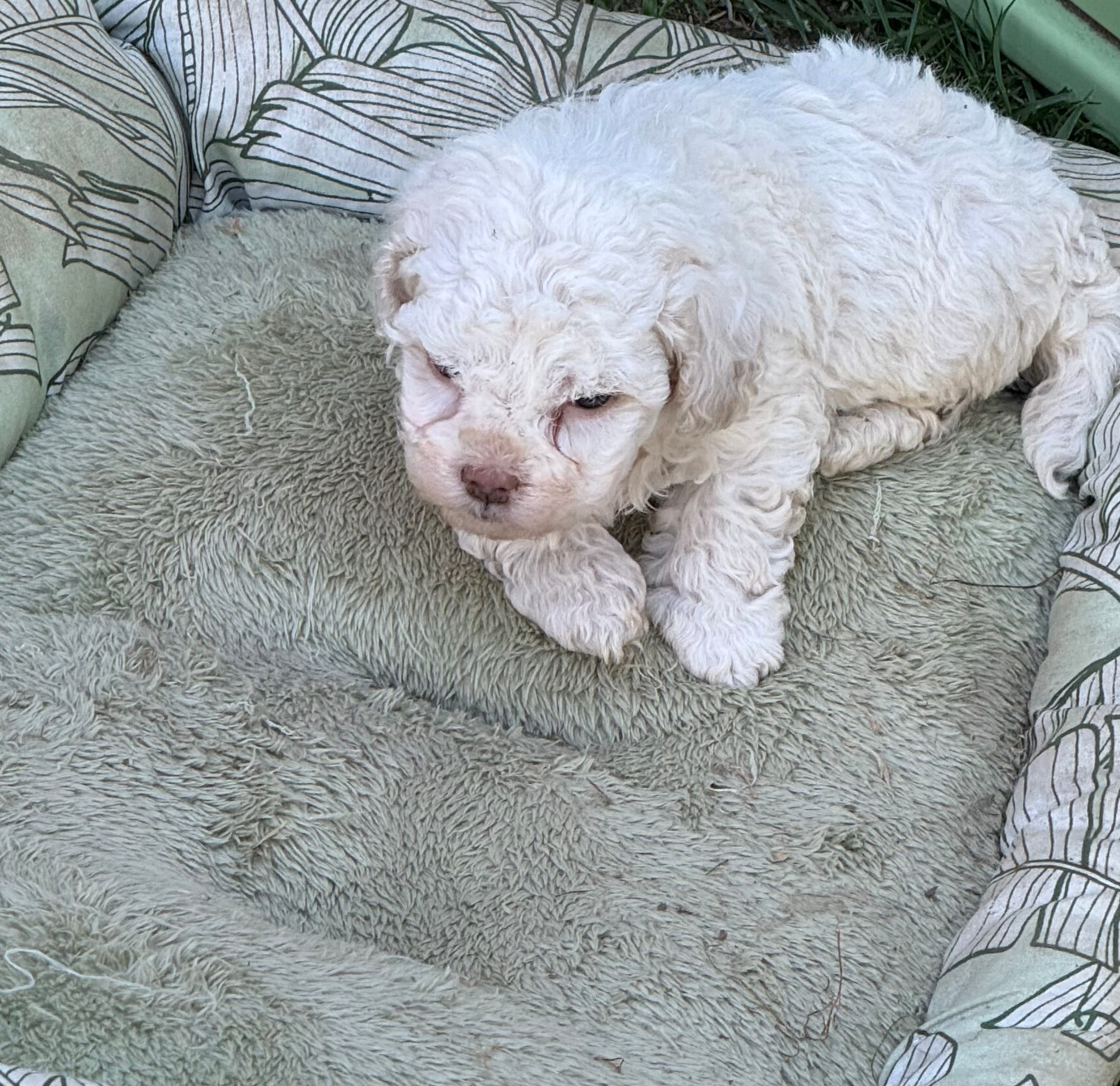 Mini Bean – Maltipoo puppy for sale in Madera, CA