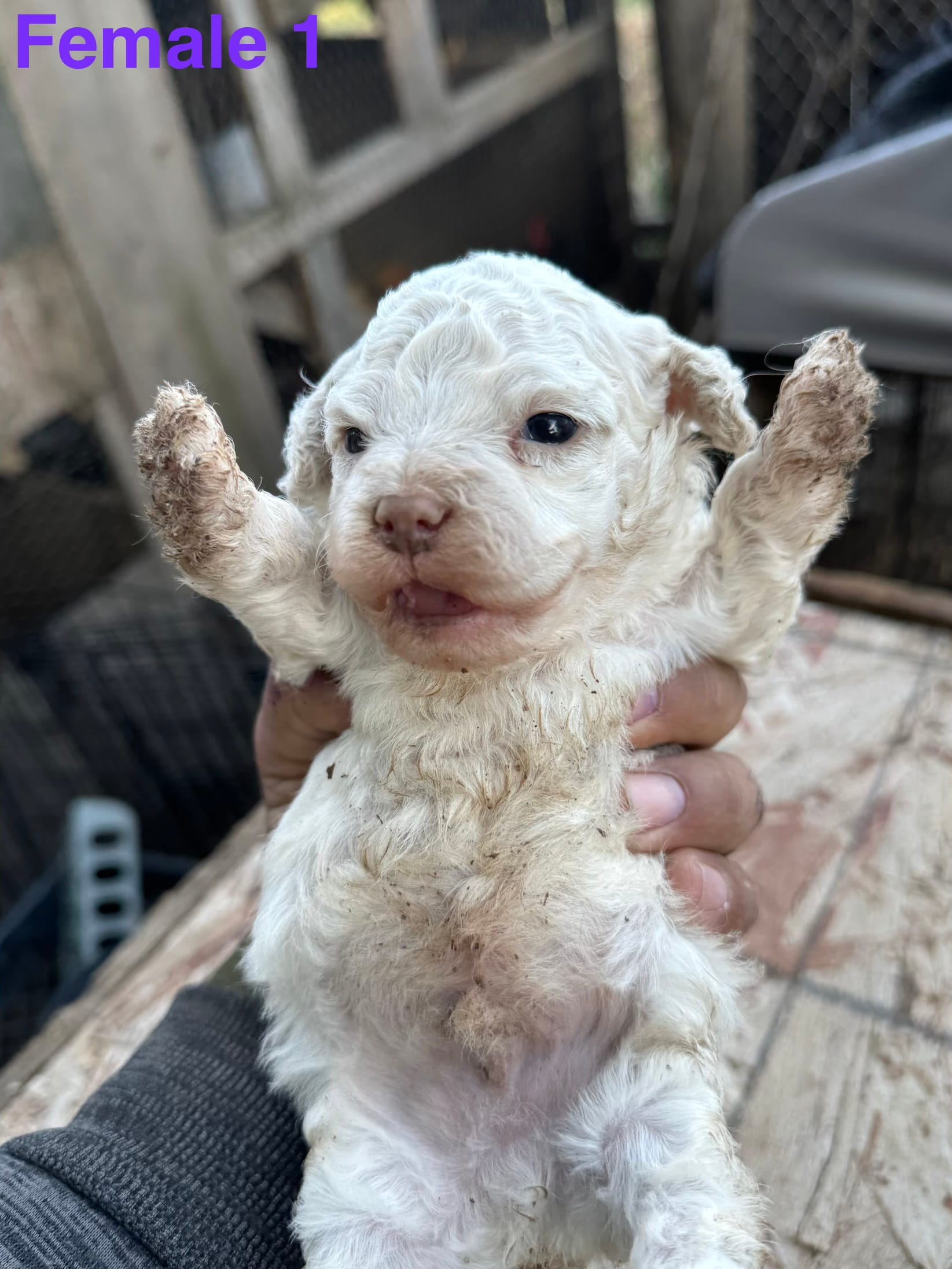 Female 1 – Maltipoo puppy for sale in Madera, CA