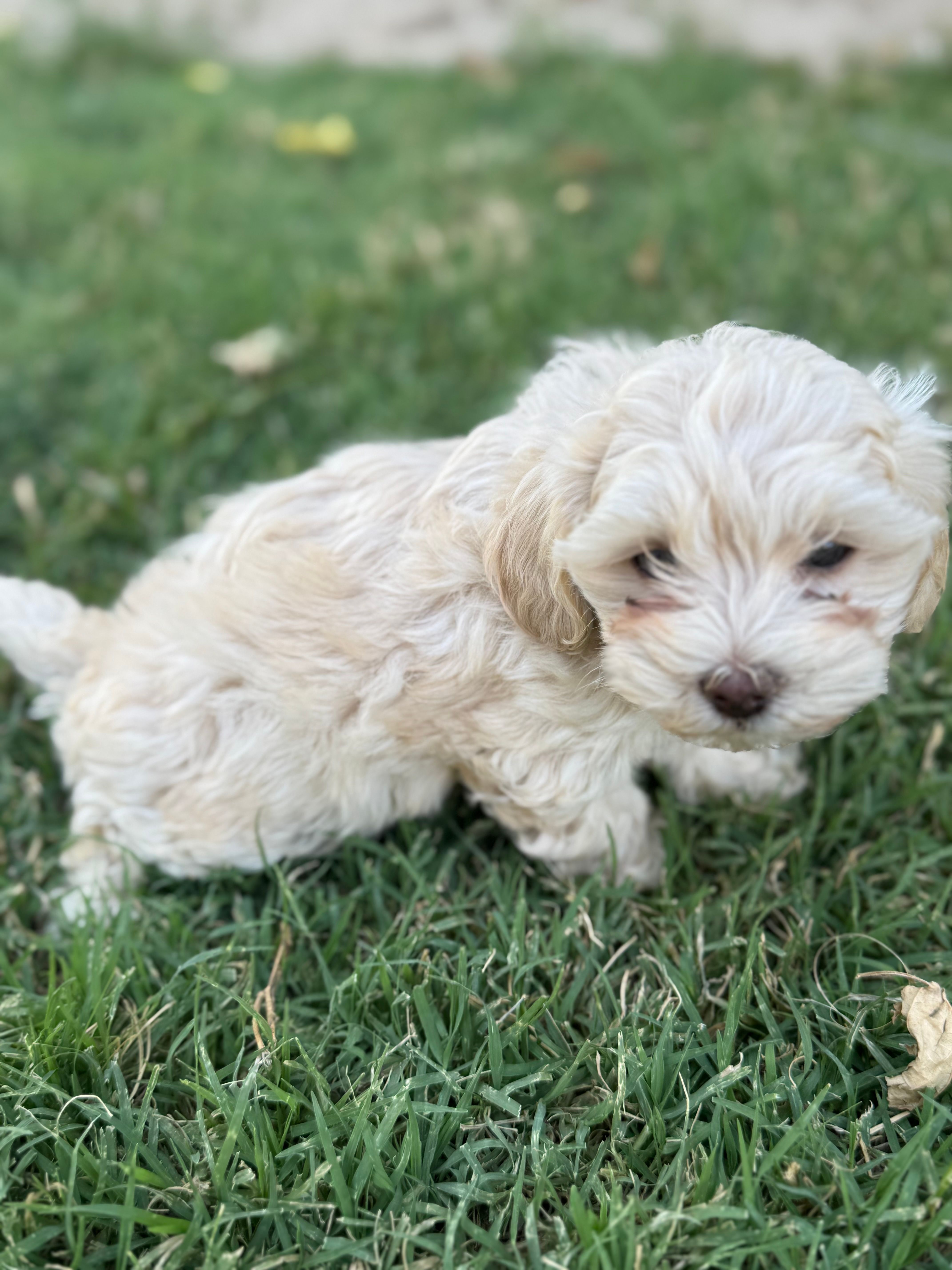 Female 4 – Maltipoo puppy for sale in Madera, CA