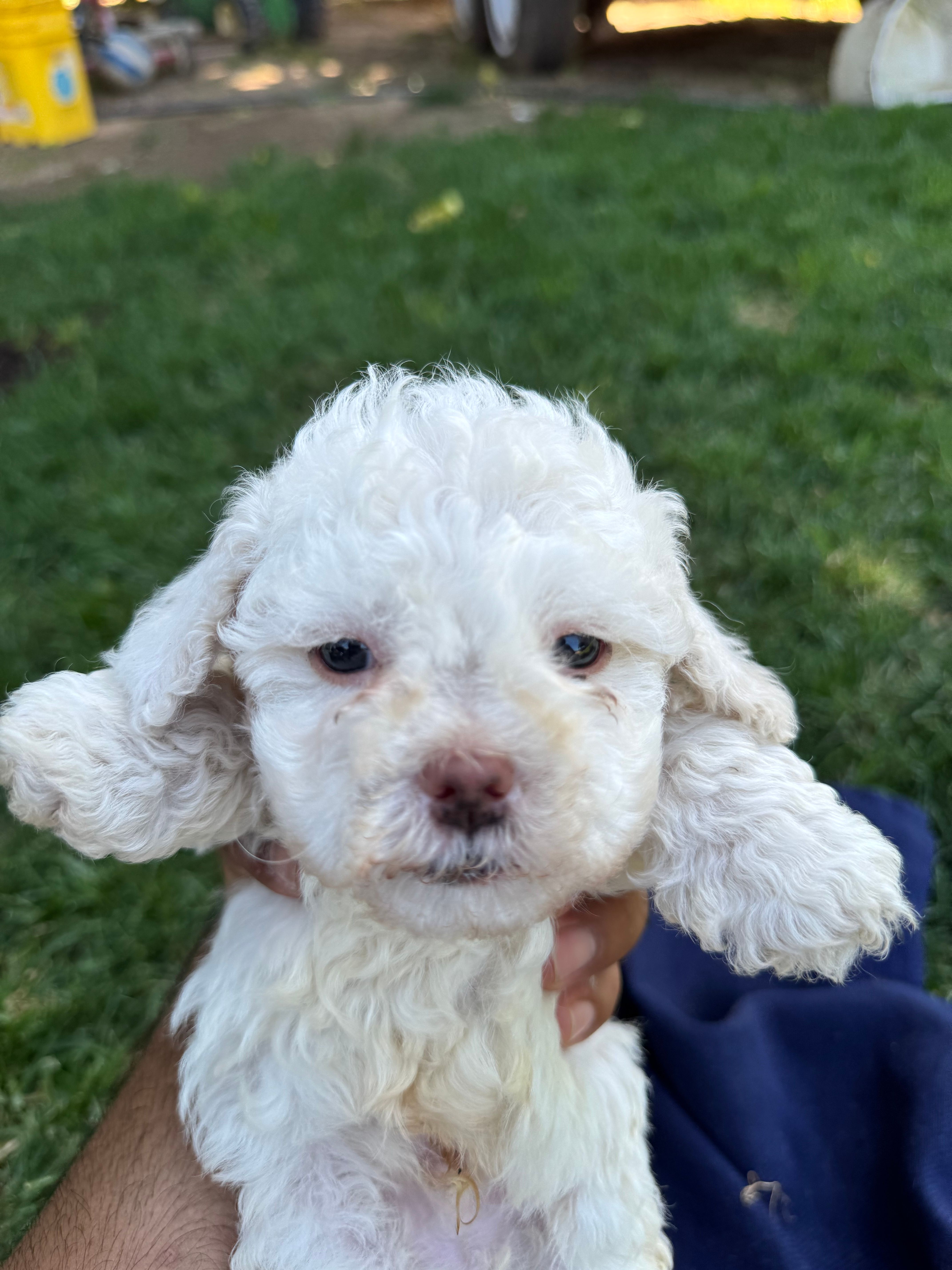 Mini Bean – Maltipoo puppy for sale in Madera, CA