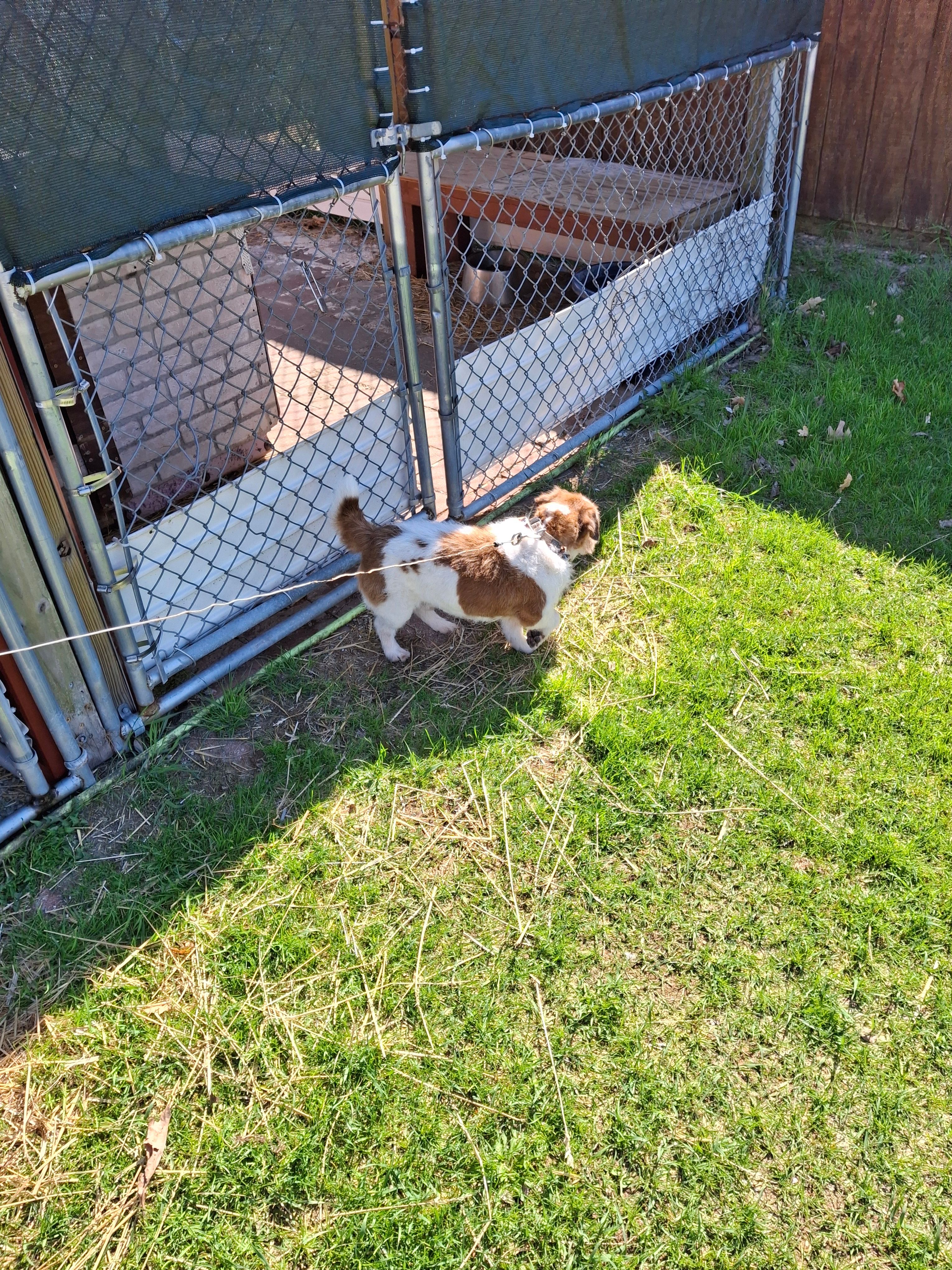 Jubilee on the mountain top (Preacher) – Jack Russell Terrier puppy for sale in Traverse City, MI