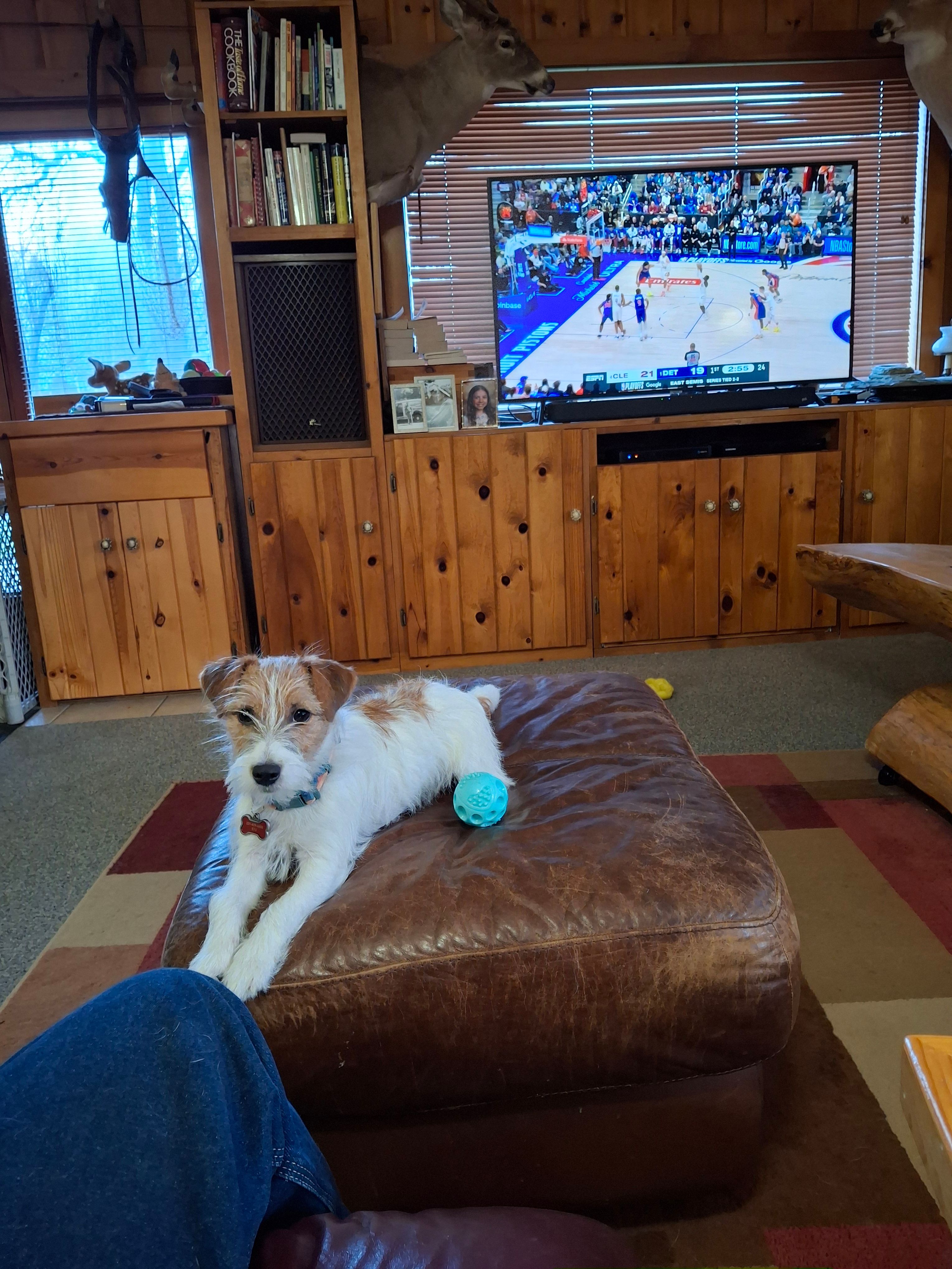 Boardman valley Lucky  – Jack Russell Terrier puppy for sale in Traverse City, MI