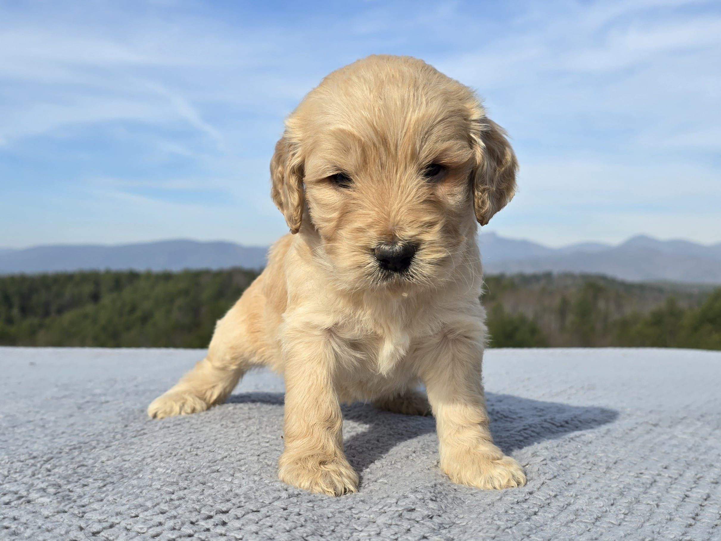 Yellow Collar – Goldendoodle puppy for sale in Morganton, NC