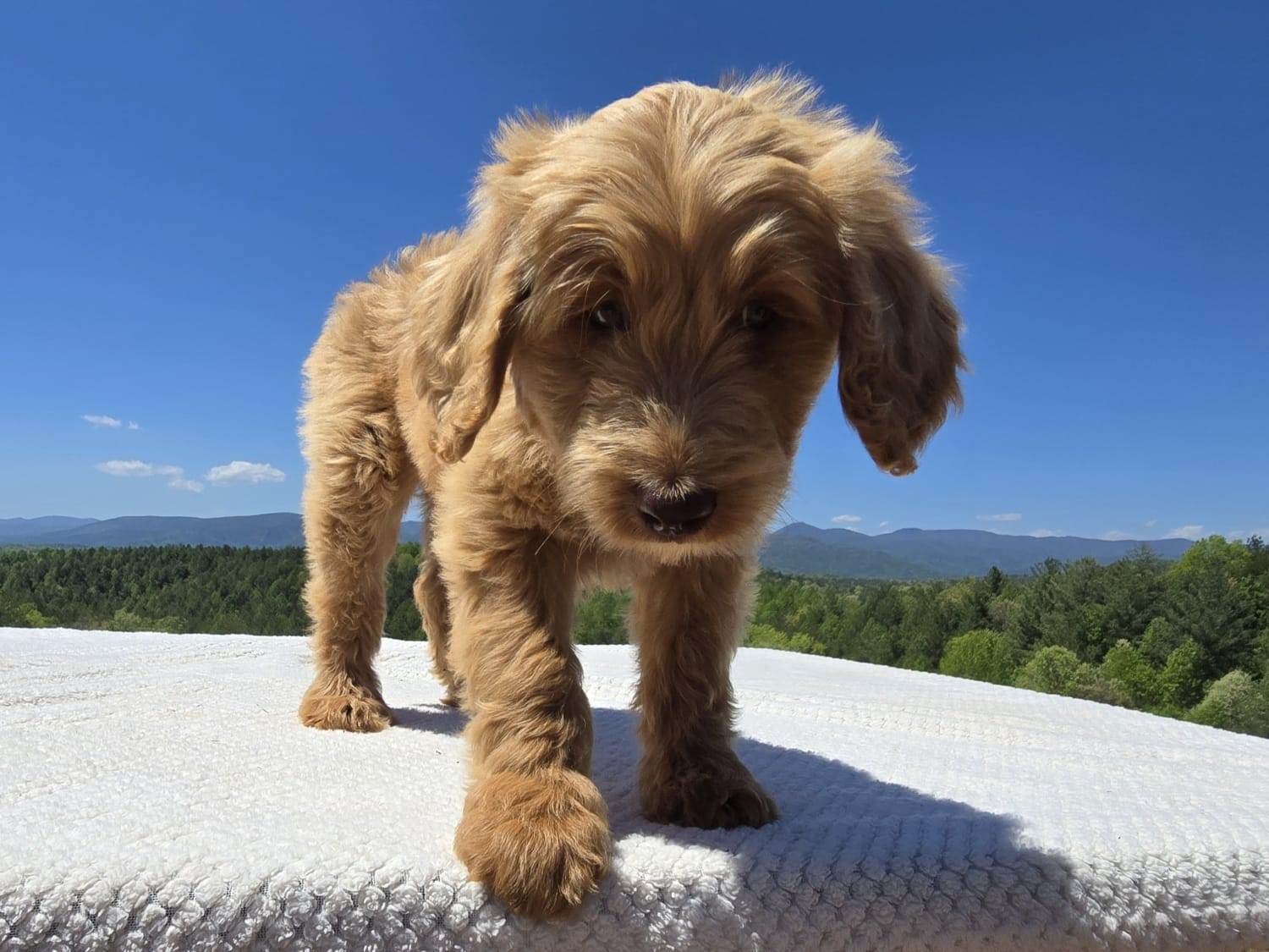 Purple Collar  – Goldendoodle puppy for sale in Morganton, NC