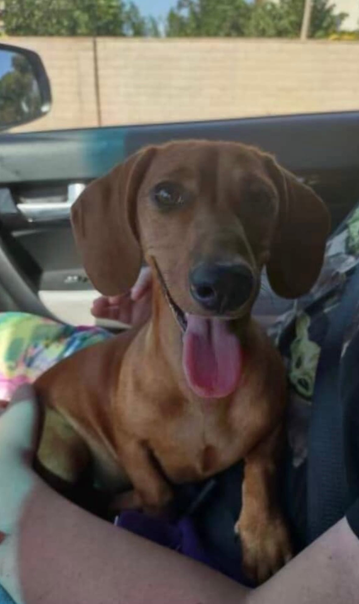 Tito – Miniature Dachshund puppy for sale in Riverside, CA