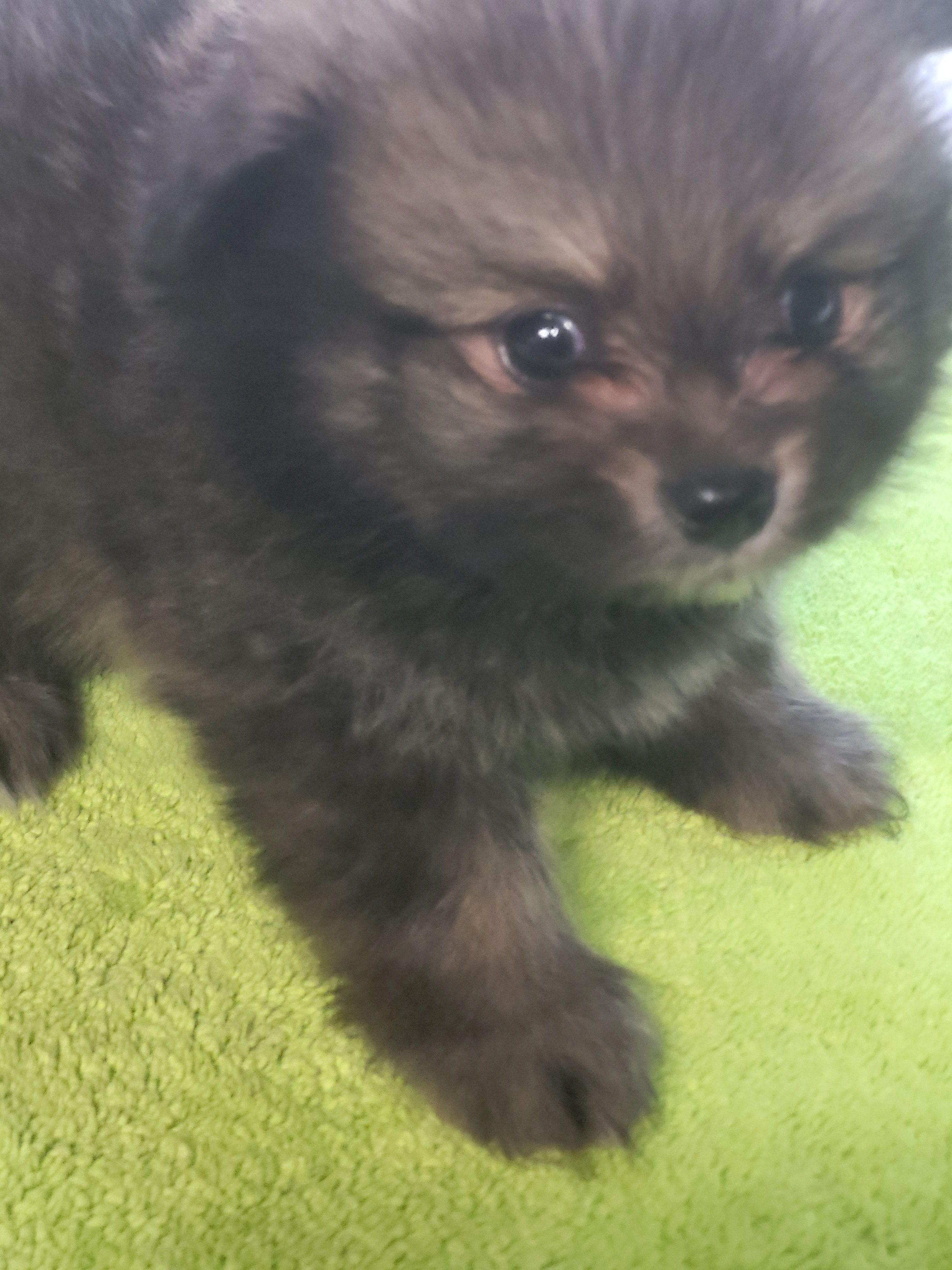 Red  – Pomeranian puppy for sale in Buena Vista, GA
