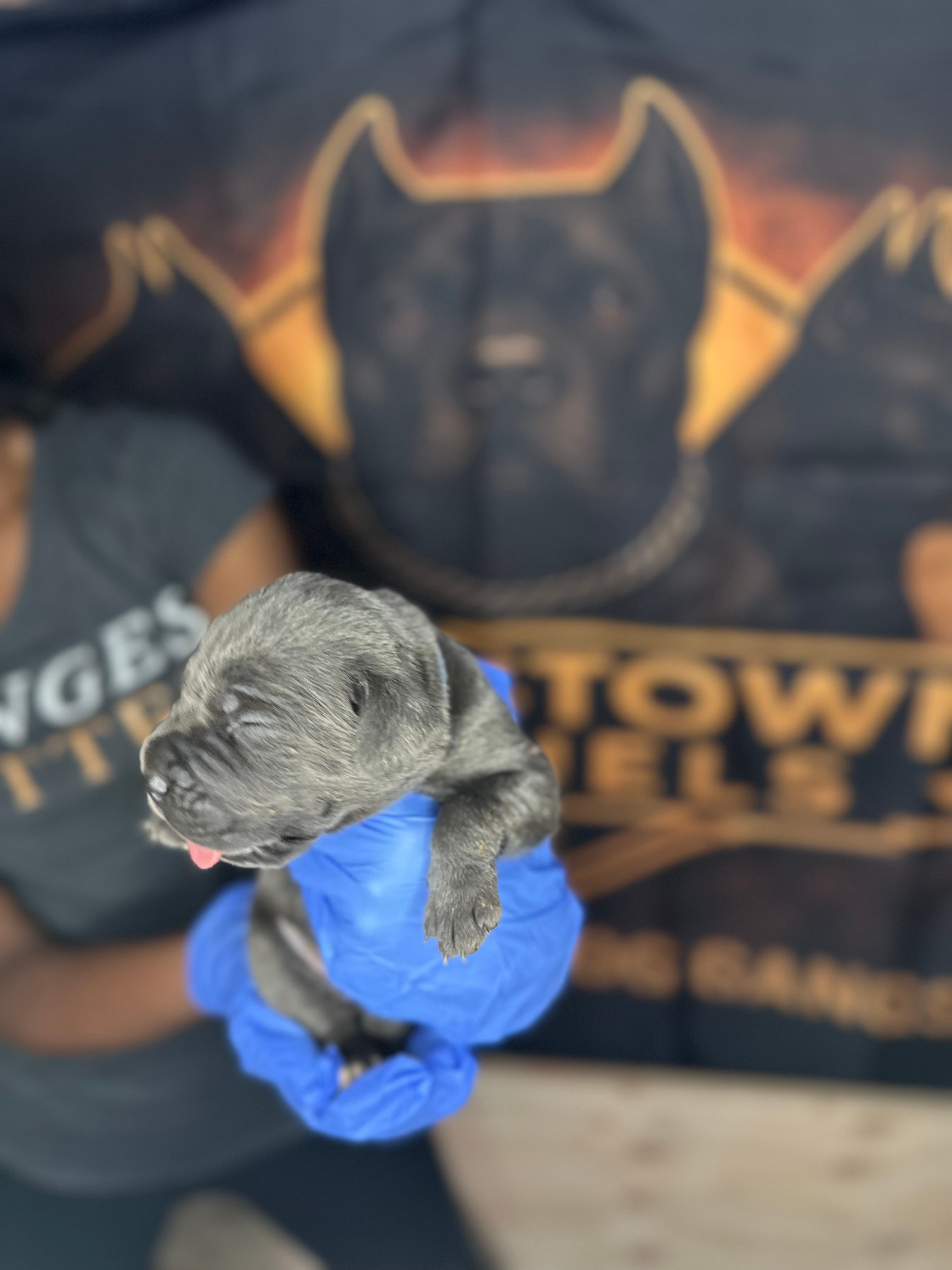     Blue Cane Corso Puppy – Phantom x Isis – Cane Corso puppy for sale in Huntsville, AL