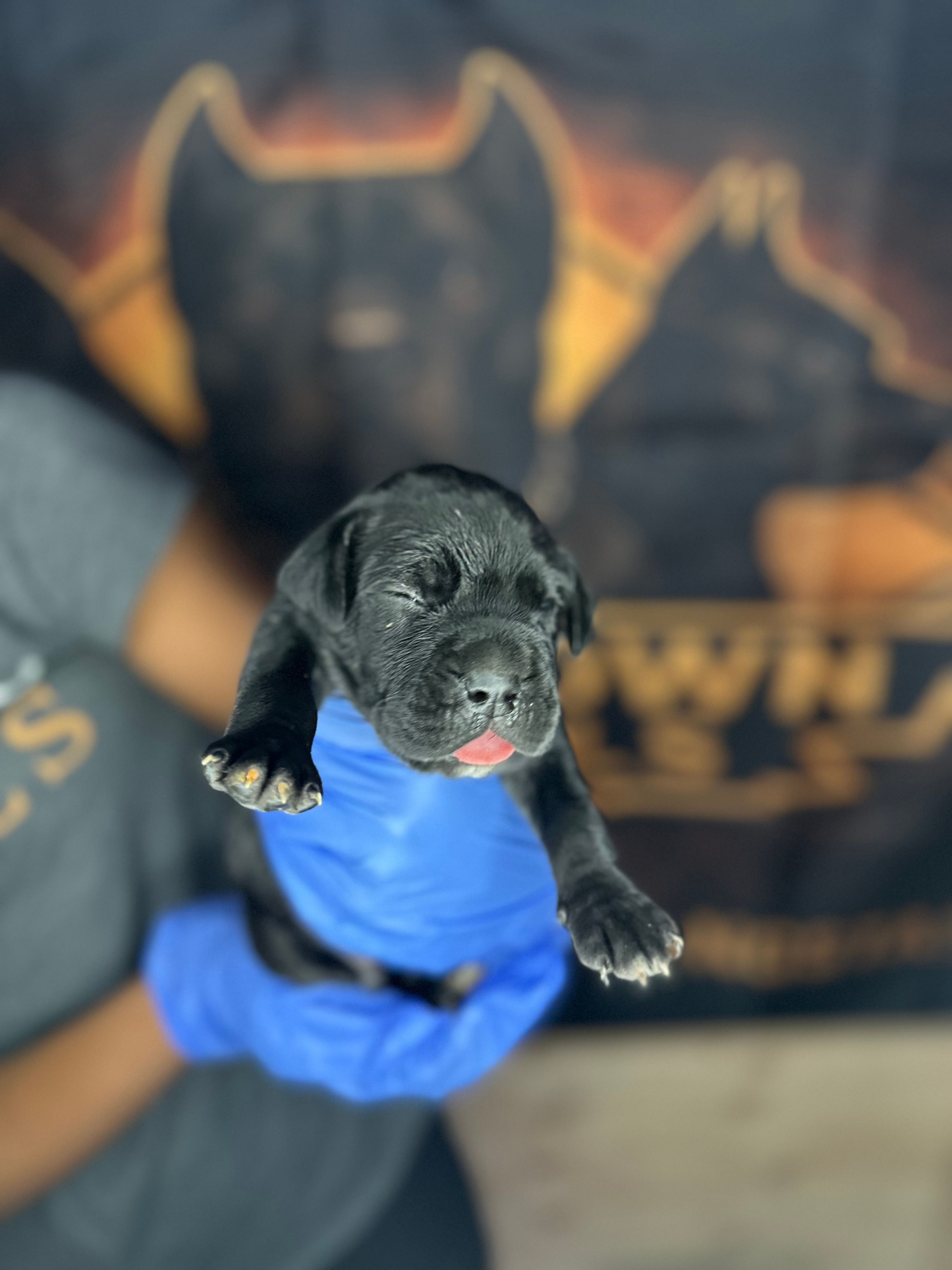 White collar – Cane Corso puppy for sale in Huntsville, AL