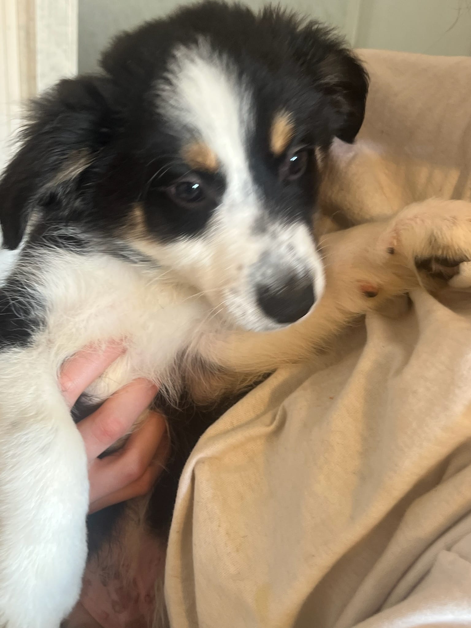 Flash – Australian Shepherd puppy for sale in Wilkesboro, NC