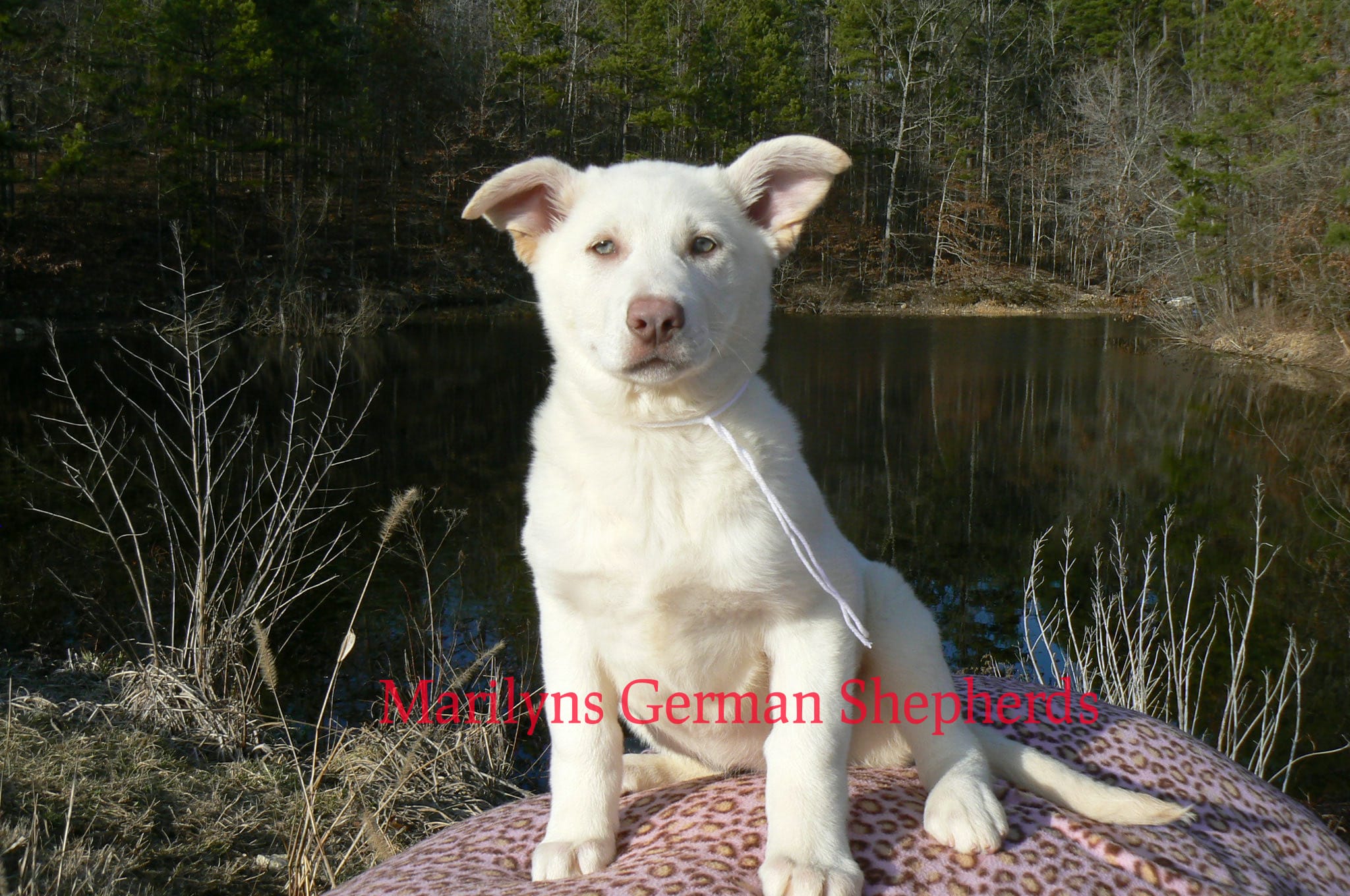 Goldie's Miss Snowflakes