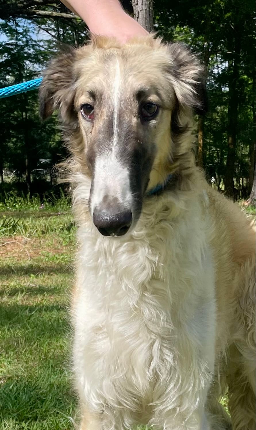 Barnacle – Borzoi puppy for sale in Orlando, FL