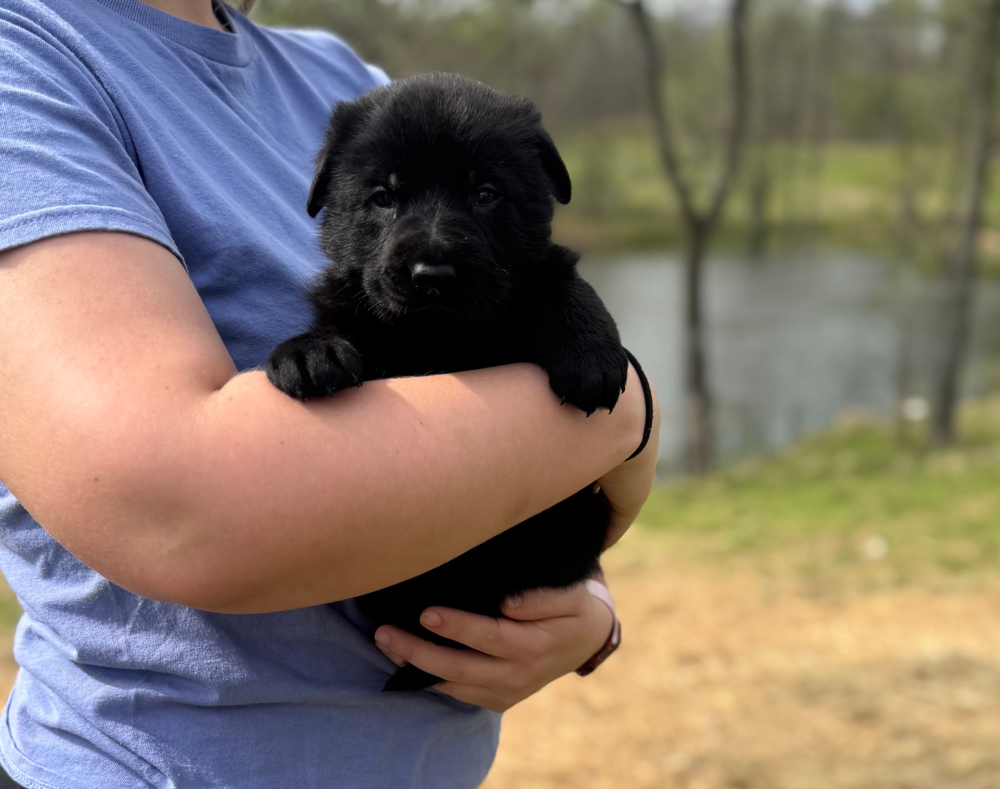 Ox – German Shepherd Dog puppy for sale in Owensboro, KY