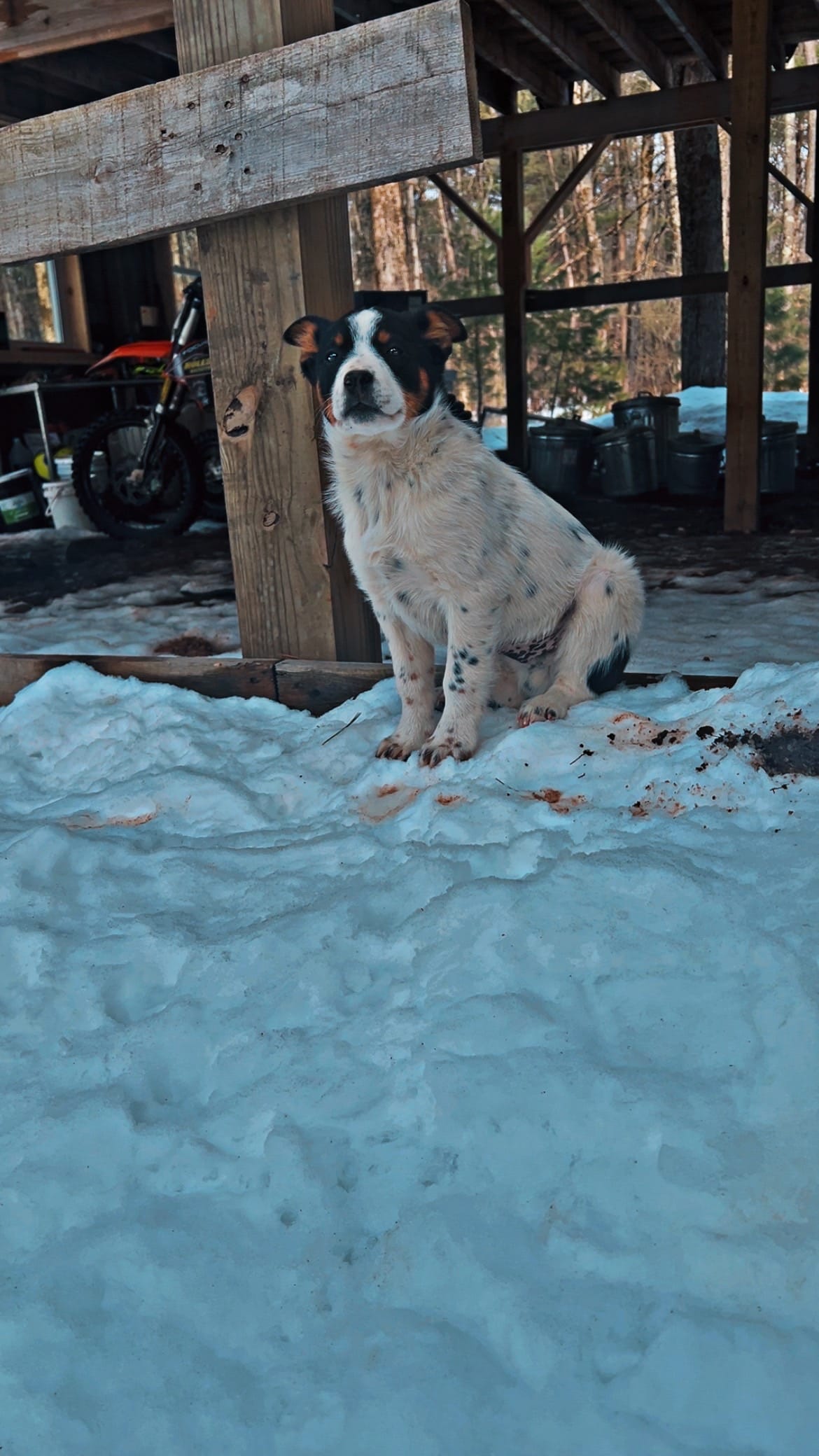 Juniper – Border Collie, Lancashire Heeler puppy for sale in Parish, NY