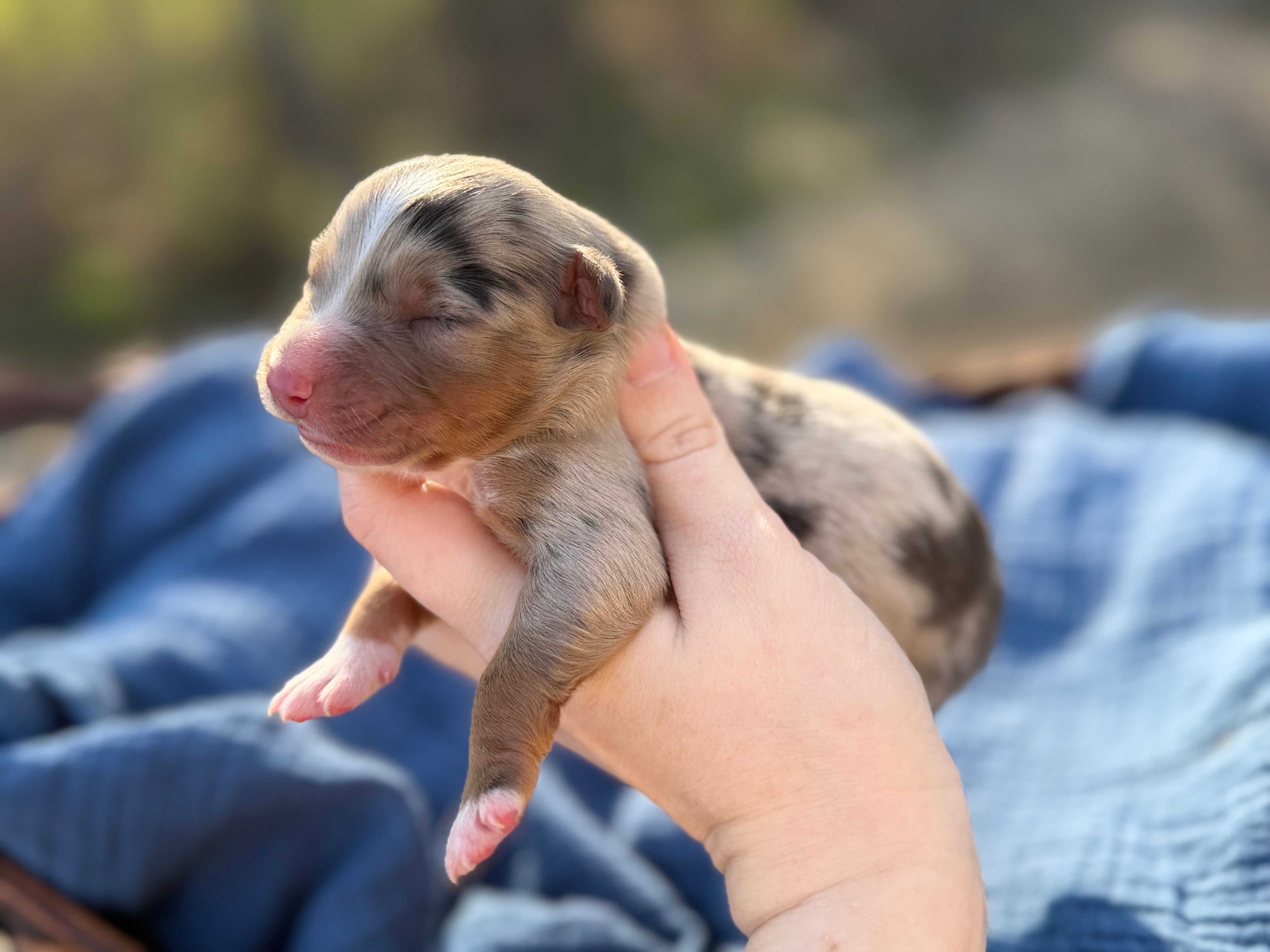 Robin – Australian Shepherd puppy for sale in Pisgah, AL