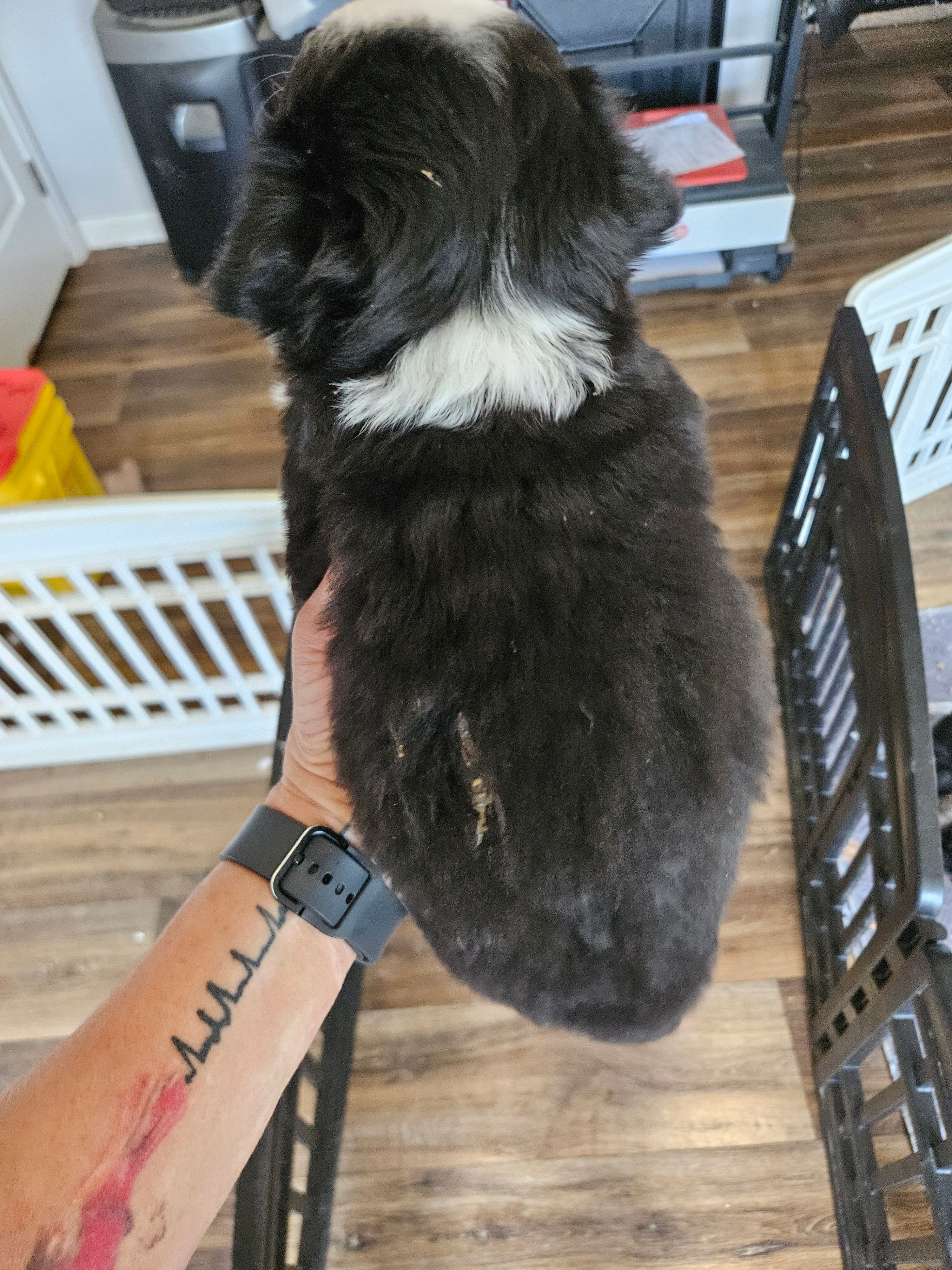 Rainie, a female Toy Australian Shepherd for sale in Maryville, TN – 10 of 10