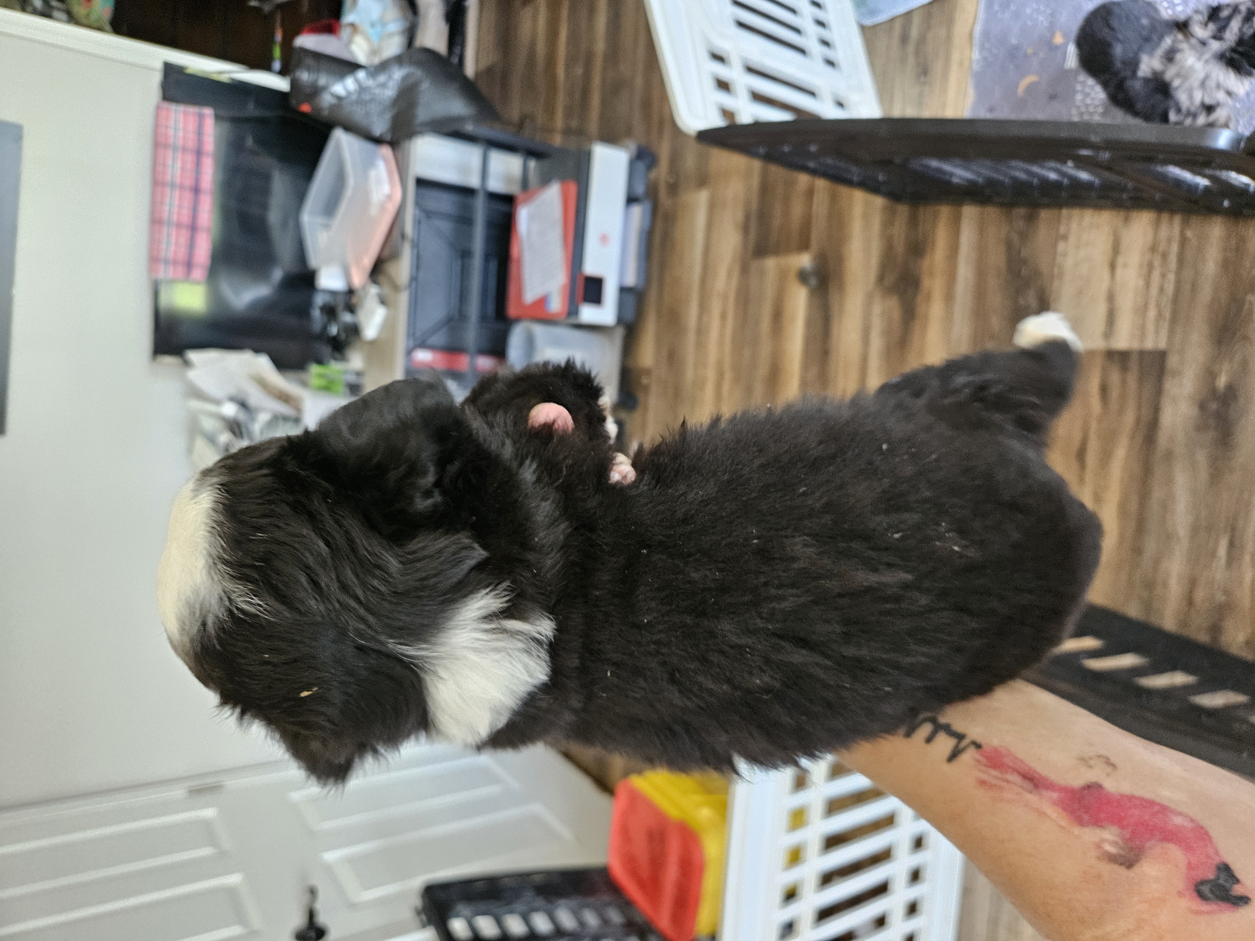 Rainie, a female Toy Australian Shepherd for sale in Maryville, TN – 7 of 10