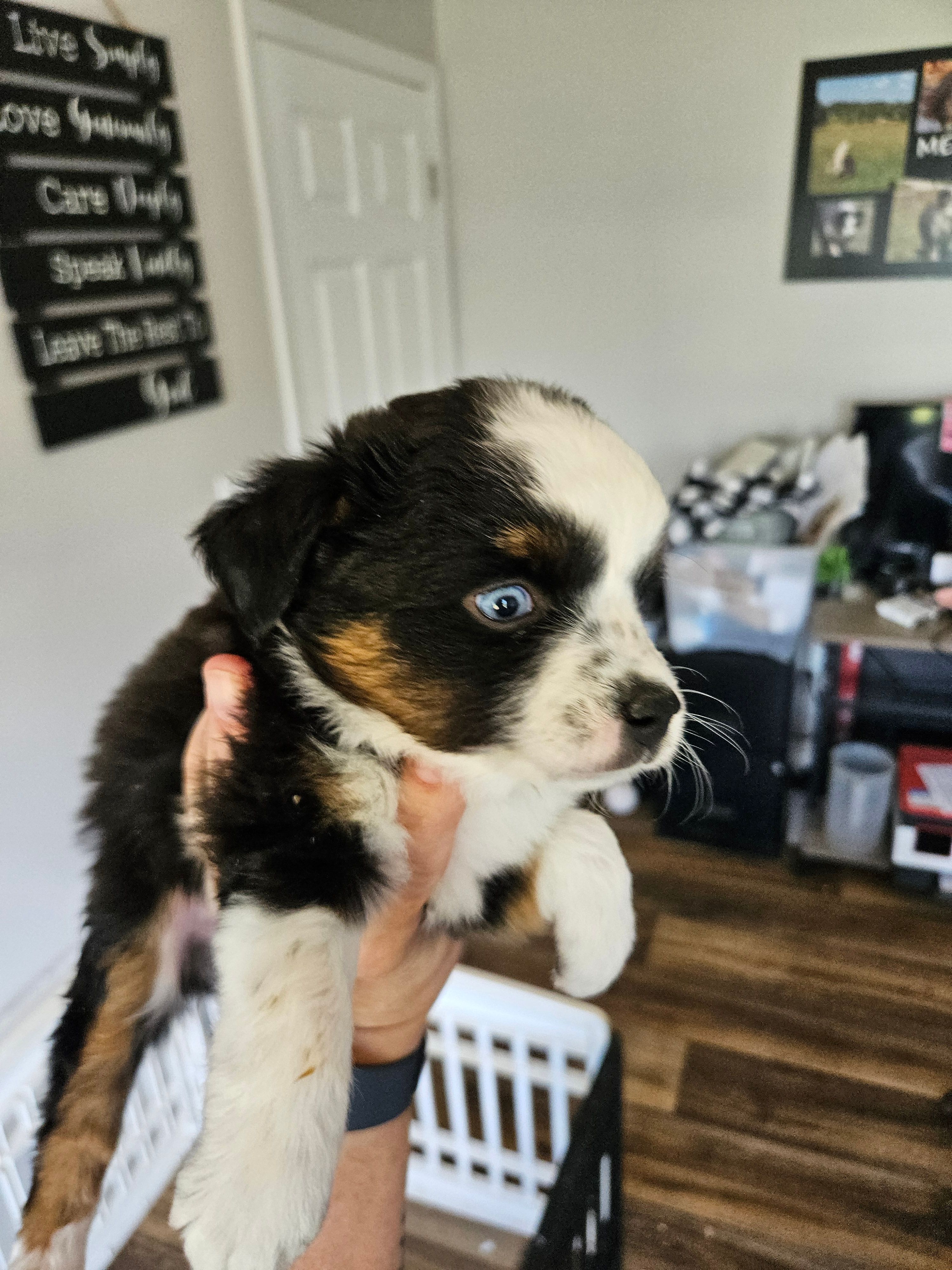 Rainie, a female Toy Australian Shepherd for sale in Maryville, TN – 9 of 10
