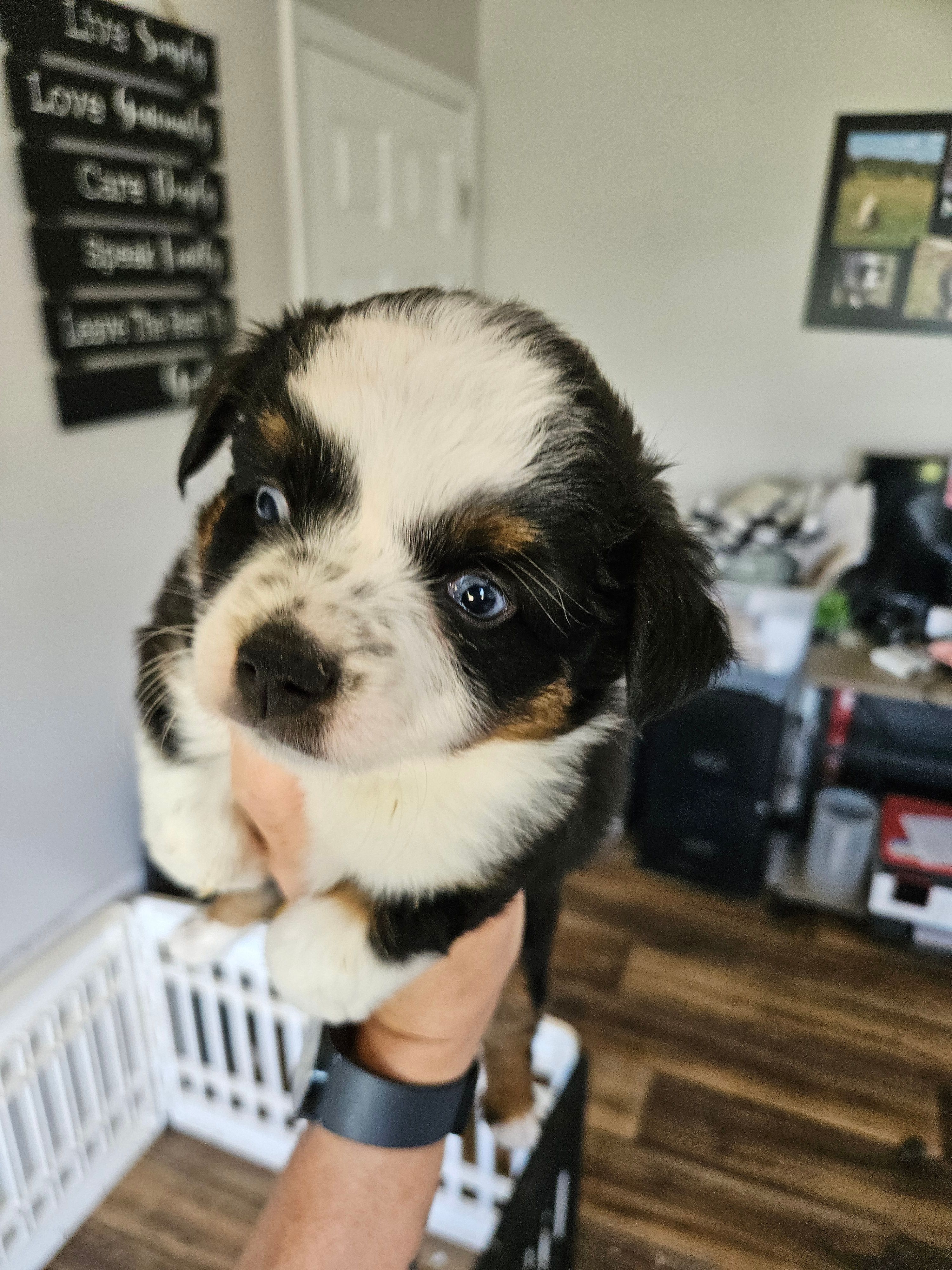 Rainie, a female Toy Australian Shepherd for sale in Maryville, TN – 8 of 10