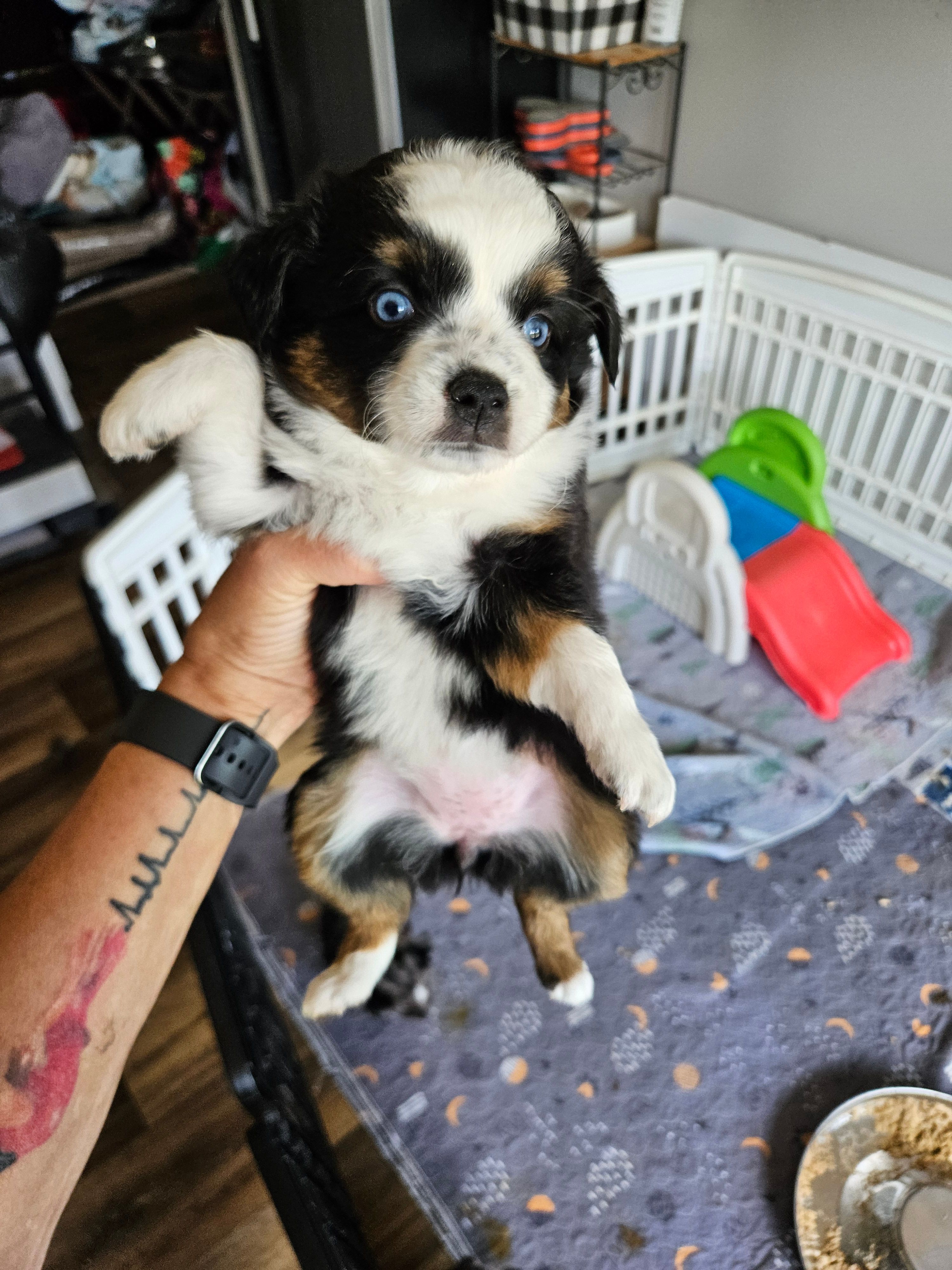 Rainie, a female Toy Australian Shepherd for sale in Maryville, TN – 3 of 10