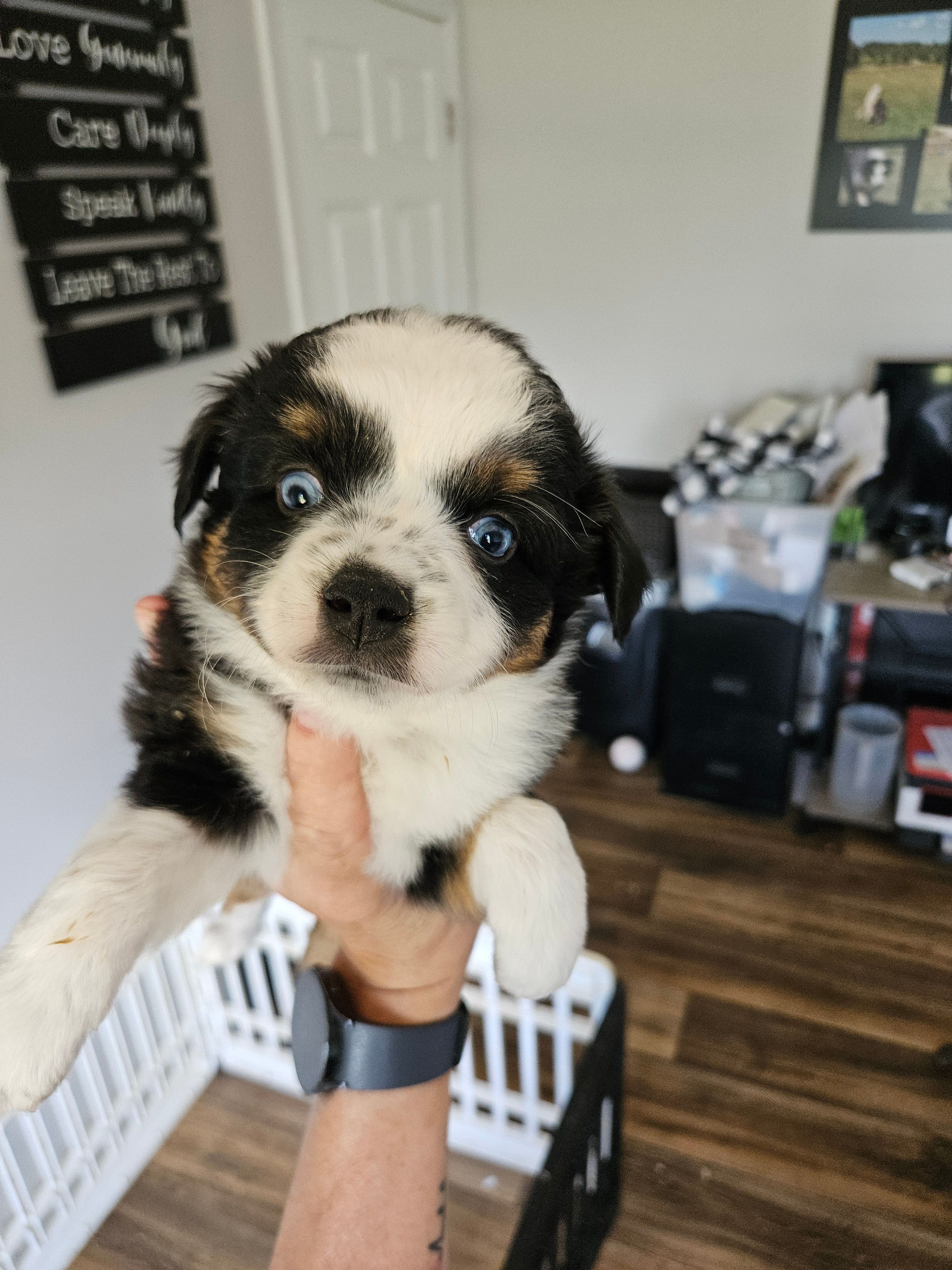 Rainie, a female Toy Australian Shepherd for sale in Maryville, TN – 6 of 10