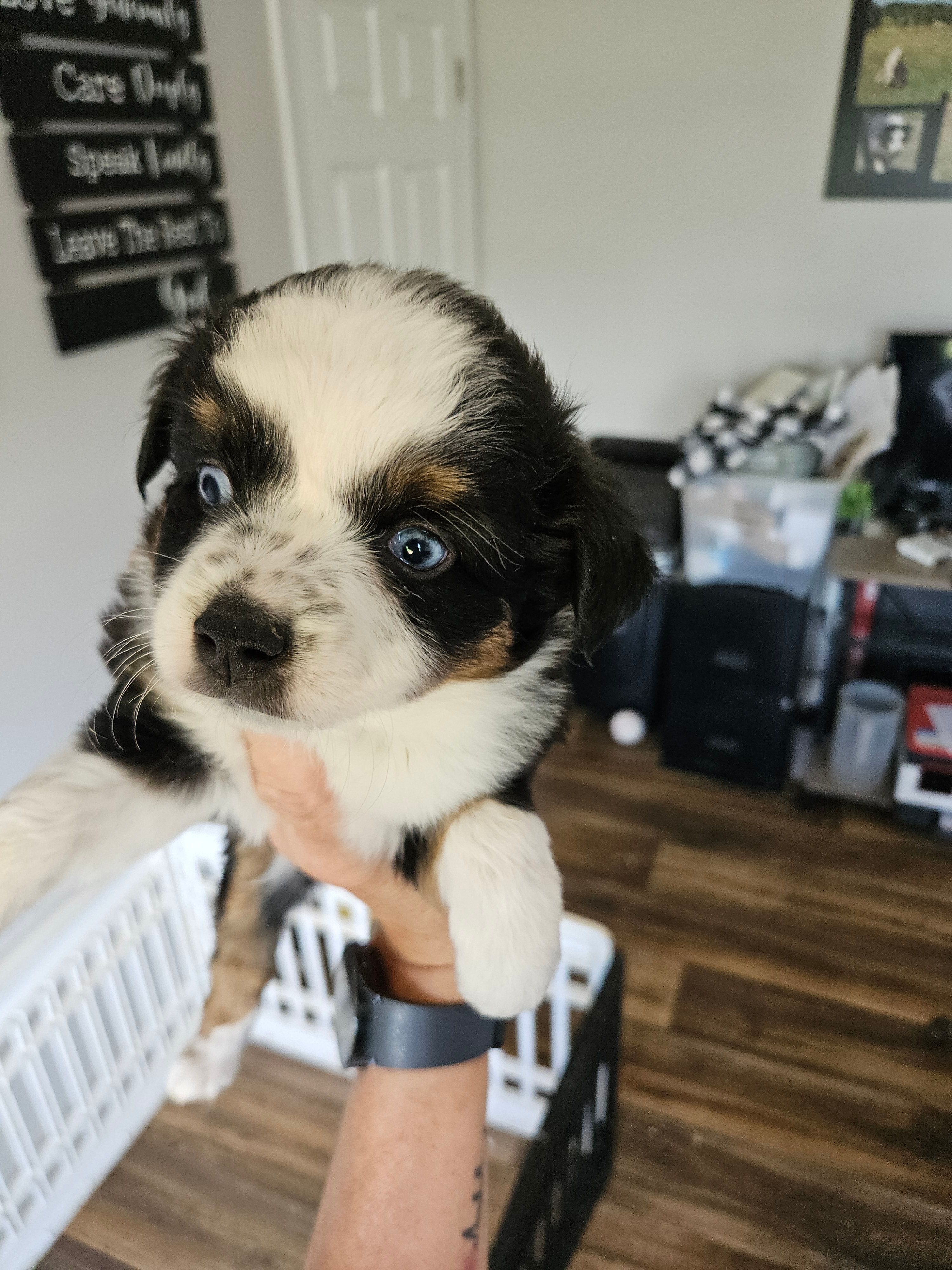 Rainie, a female Toy Australian Shepherd for sale in Maryville, TN – 5 of 10