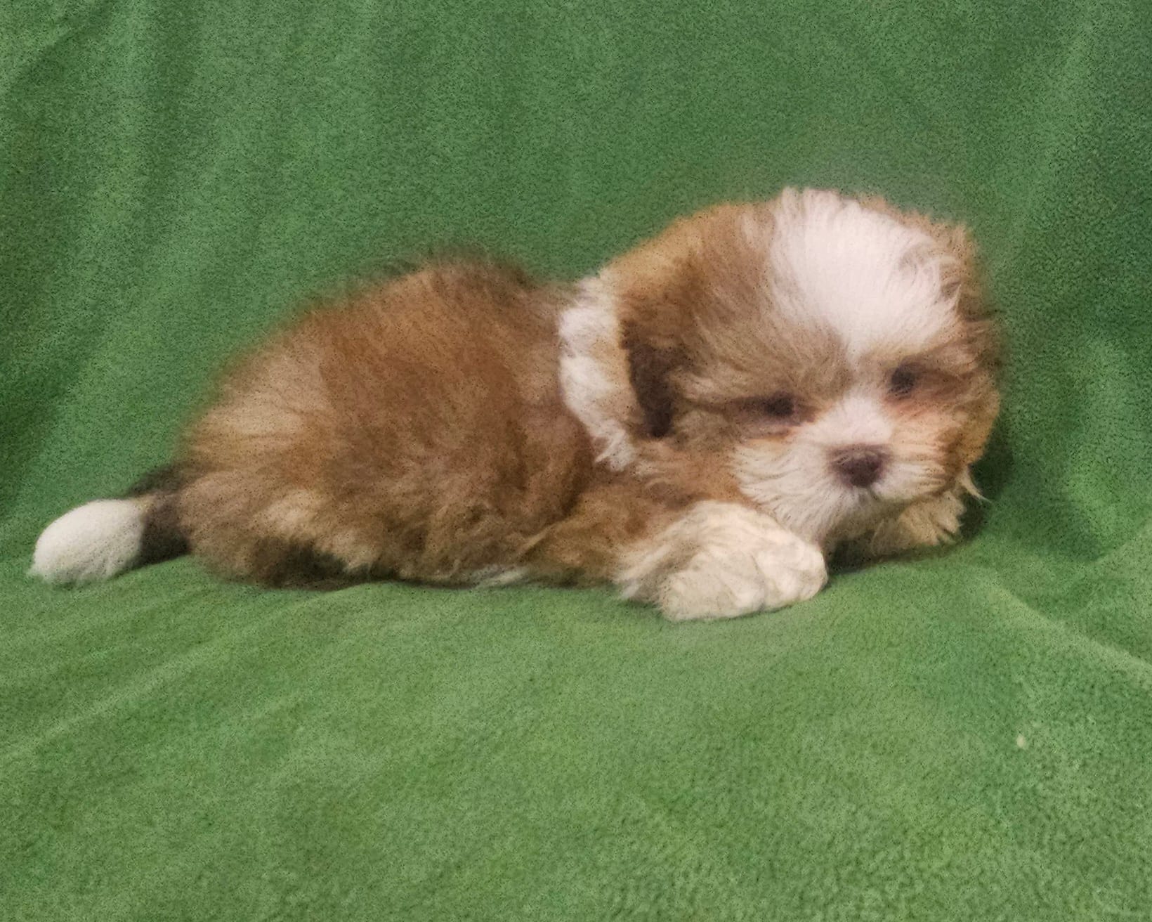 HENRY – Mal Shi puppy for sale in Myrtle Beach, SC