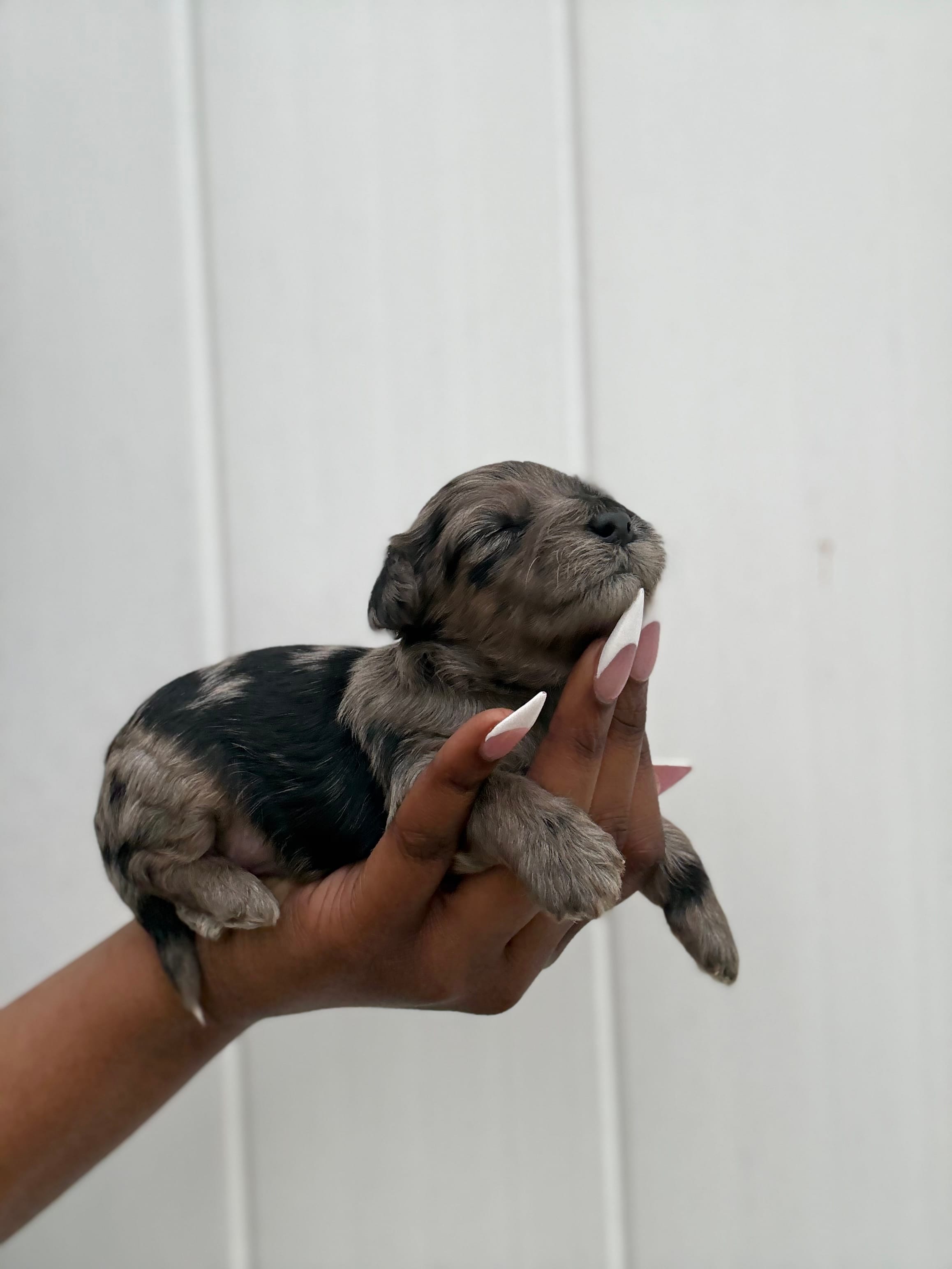 Mason  – Yorkipoo puppy for sale in Knightdale, NC