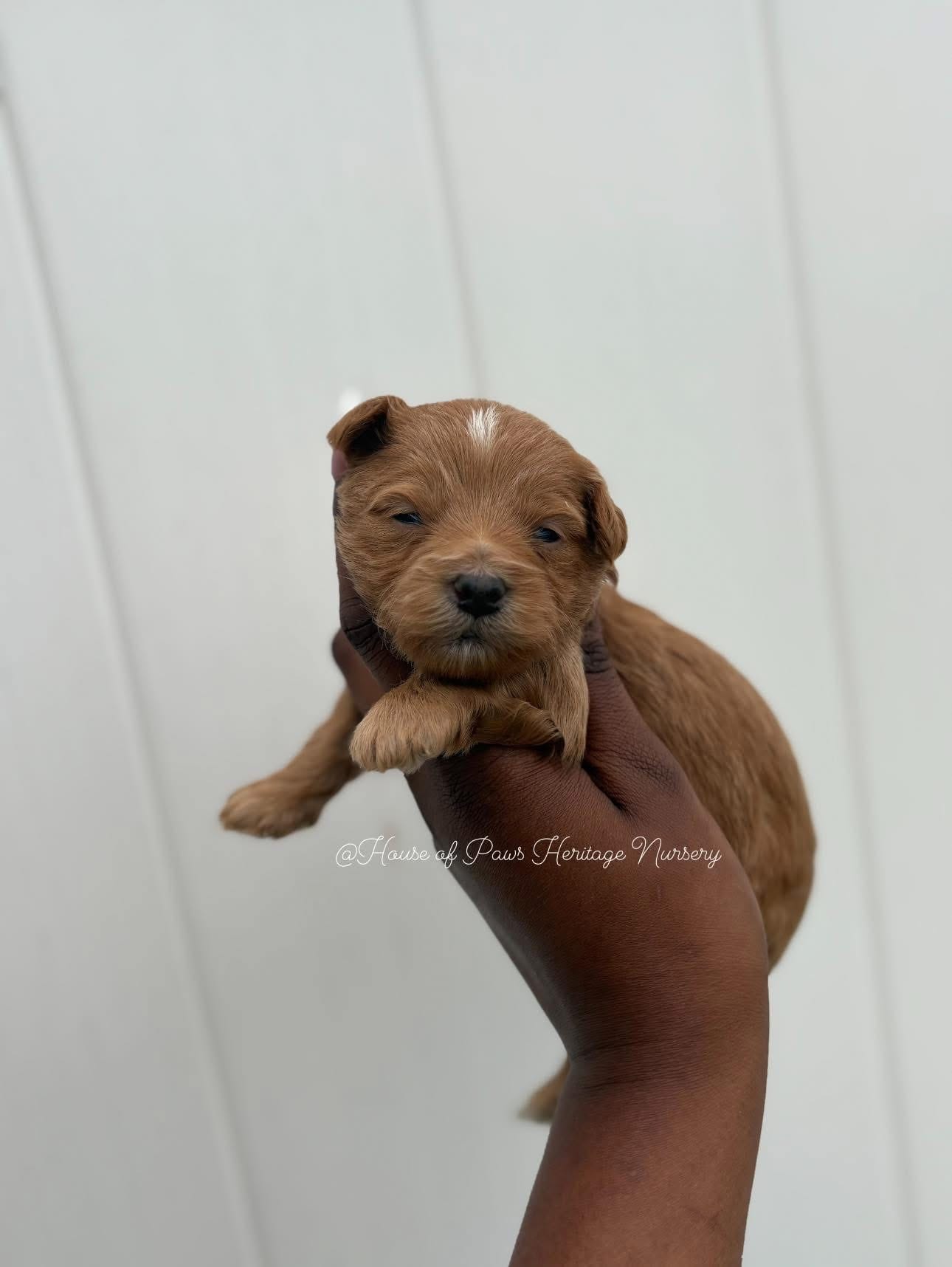 Major  – Yorkipoo puppy for sale in Knightdale, NC