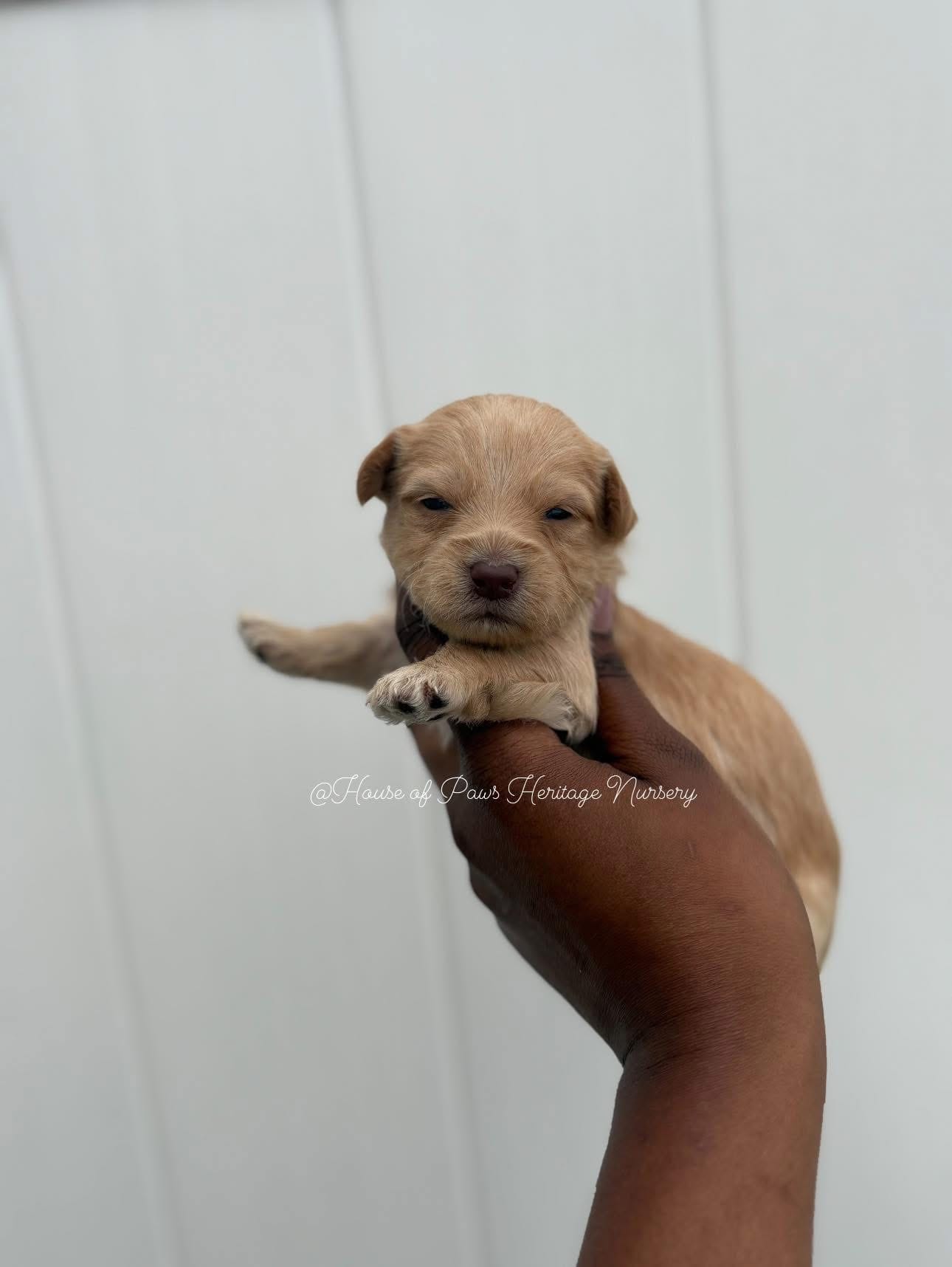 Mossi  – Yorkipoo puppy for sale in Knightdale, NC