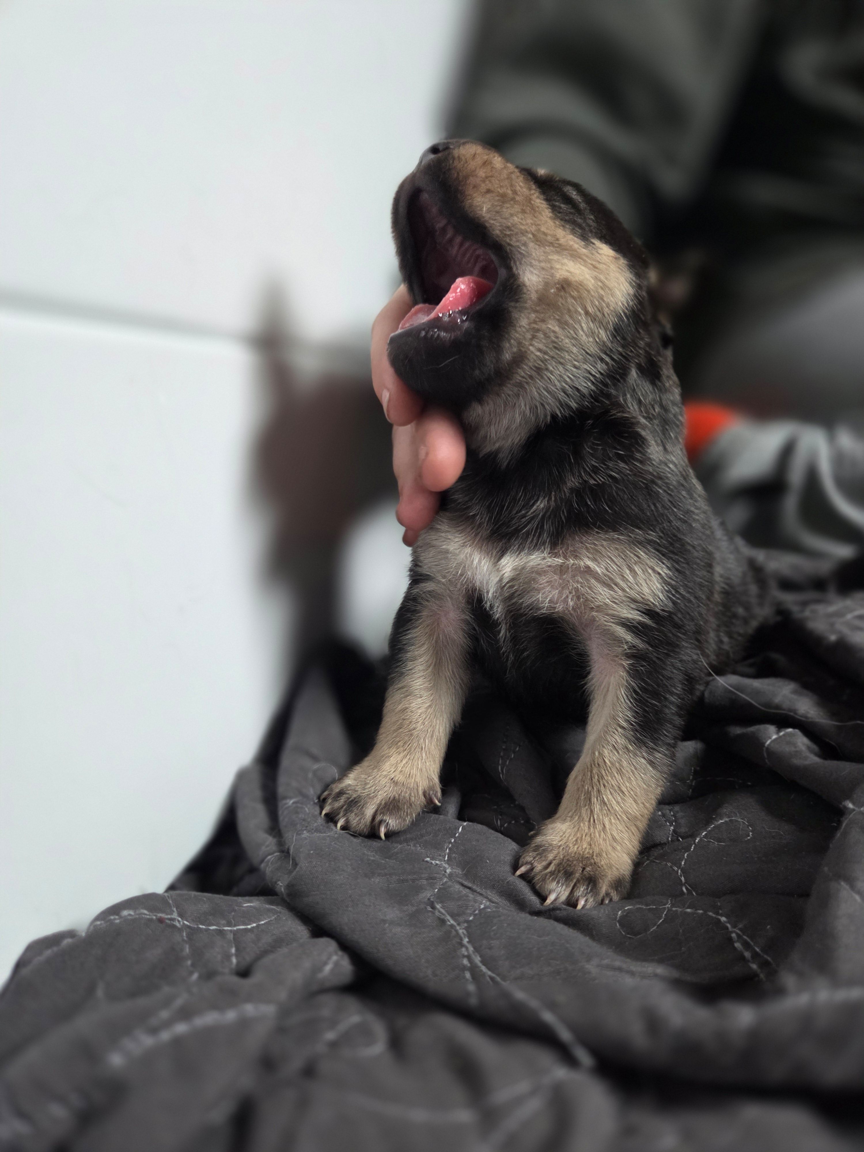 Luna, a female Rottweiler and American Pit Bull Terrier for sale in Beatrice, NE – Photo 3 of 3