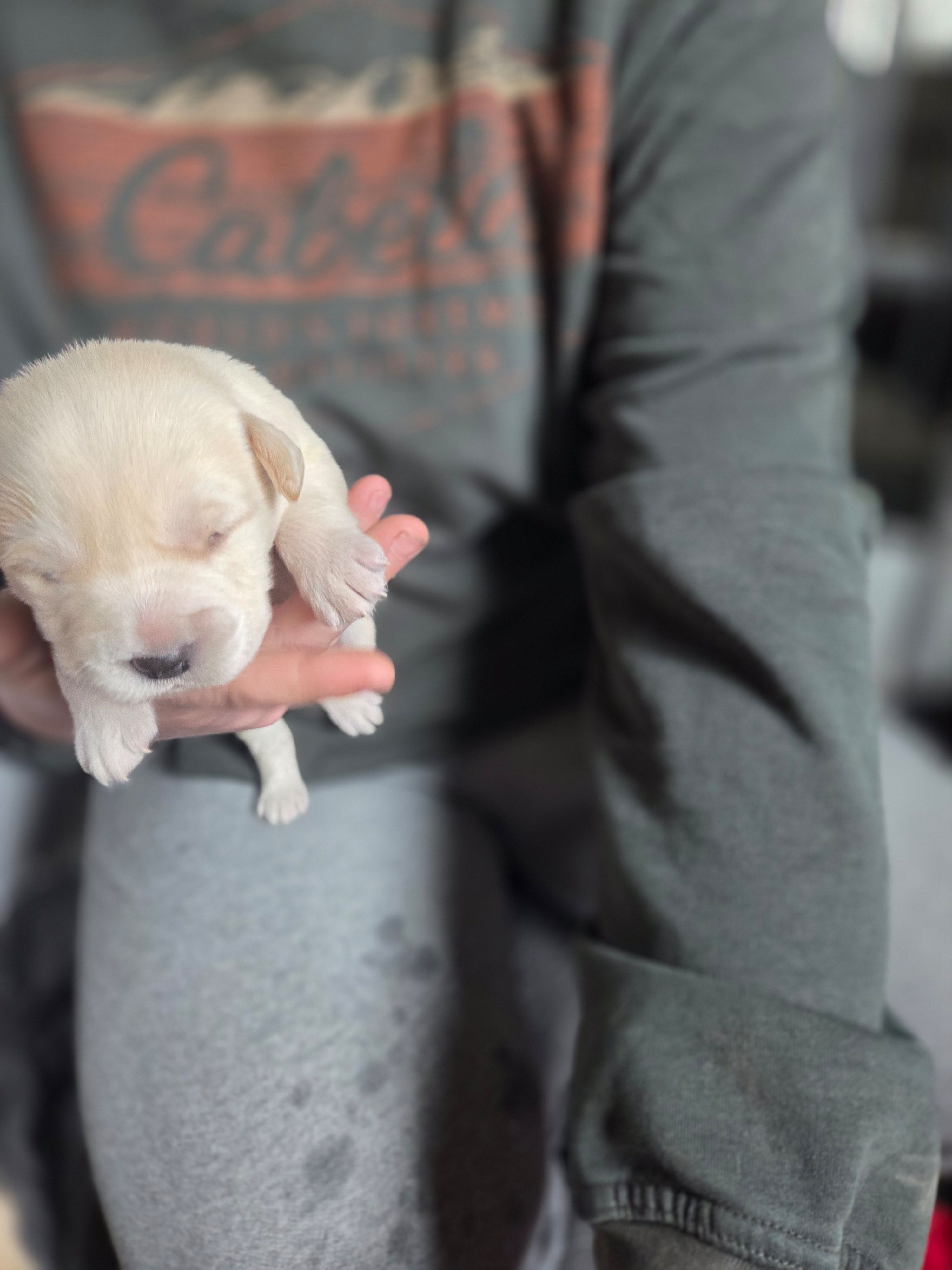 Artic, a male Rottweiler and American Pit Bull Terrier for sale in Beatrice, NE – Photo 3 of 5