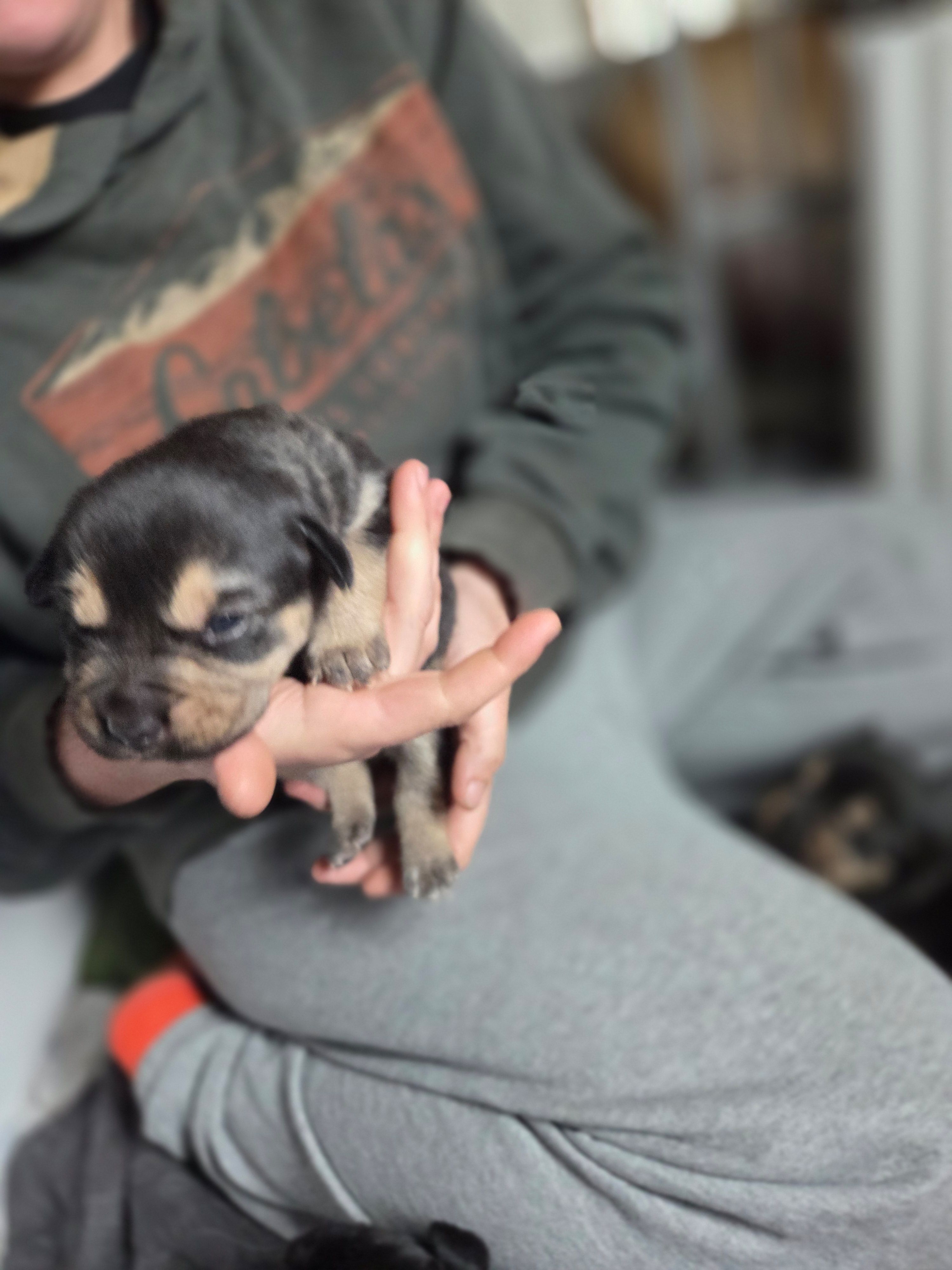 Luna, a female Rottweiler and American Pit Bull Terrier for sale in Beatrice, NE – Photo 2 of 3