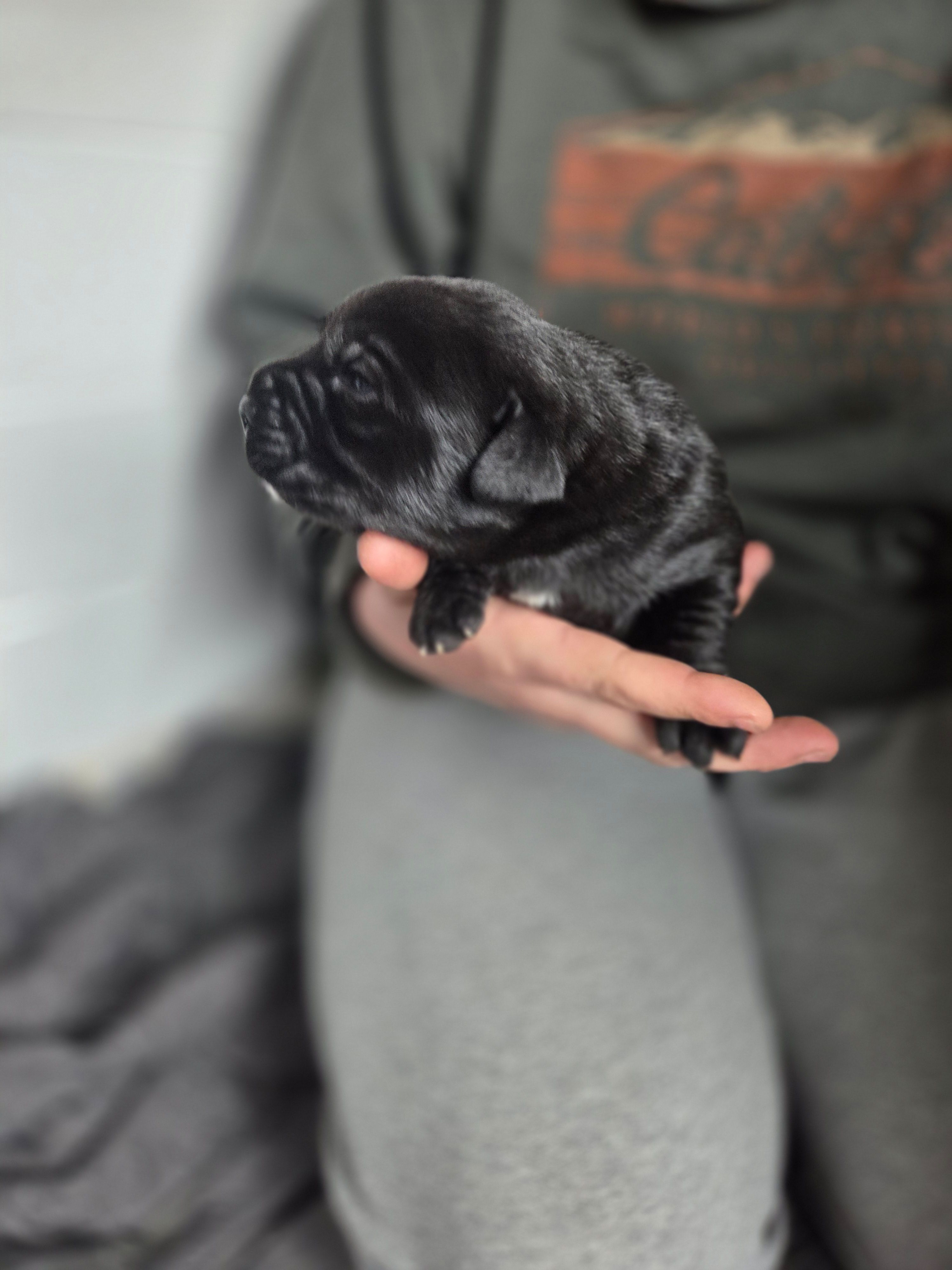 Stella, a female Rottweiler and American Pit Bull Terrier for sale in Beatrice, NE – Photo 2 of 3