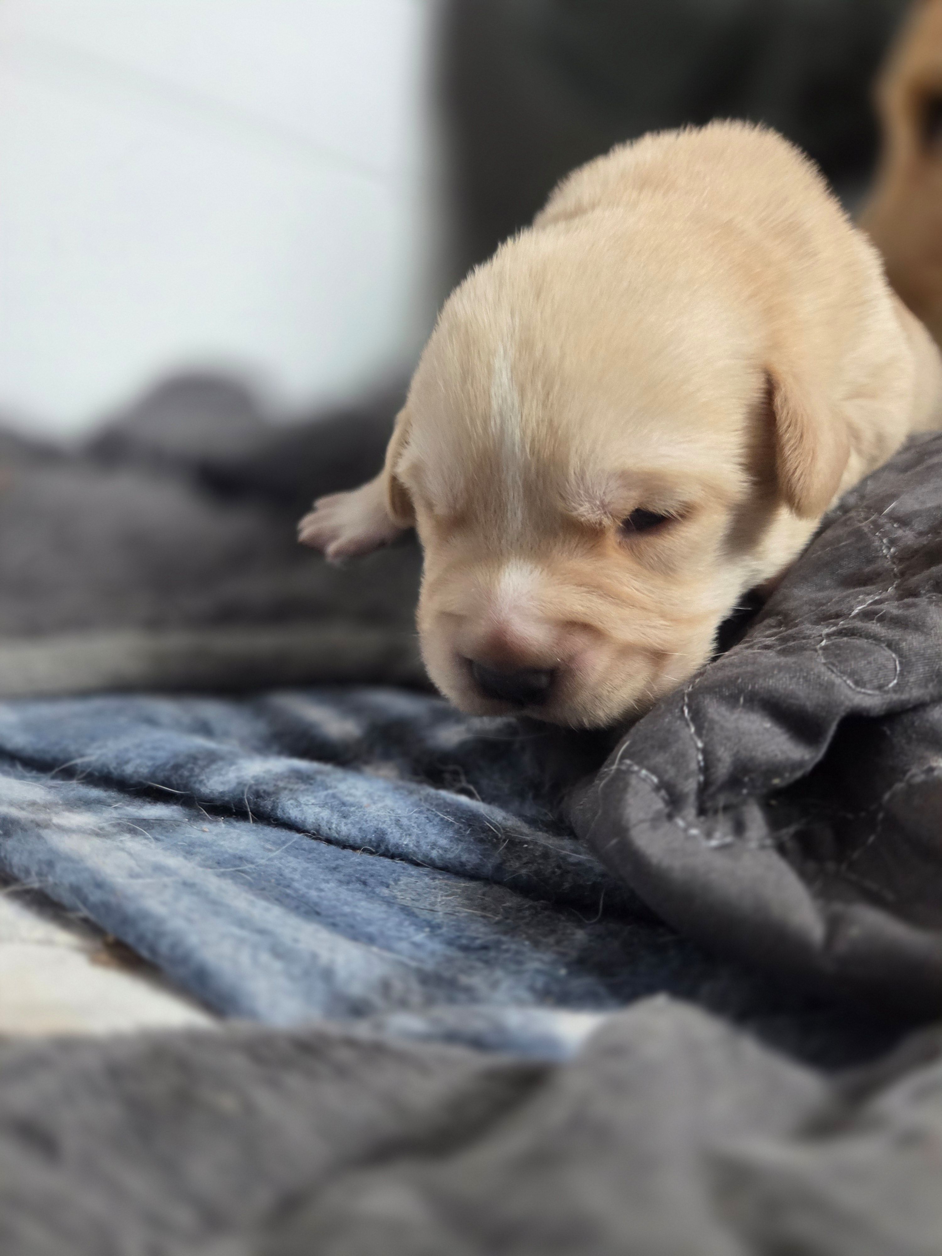 Tank – Rottweiler, American Pit Bull Terrier puppy for sale in Beatrice, NE