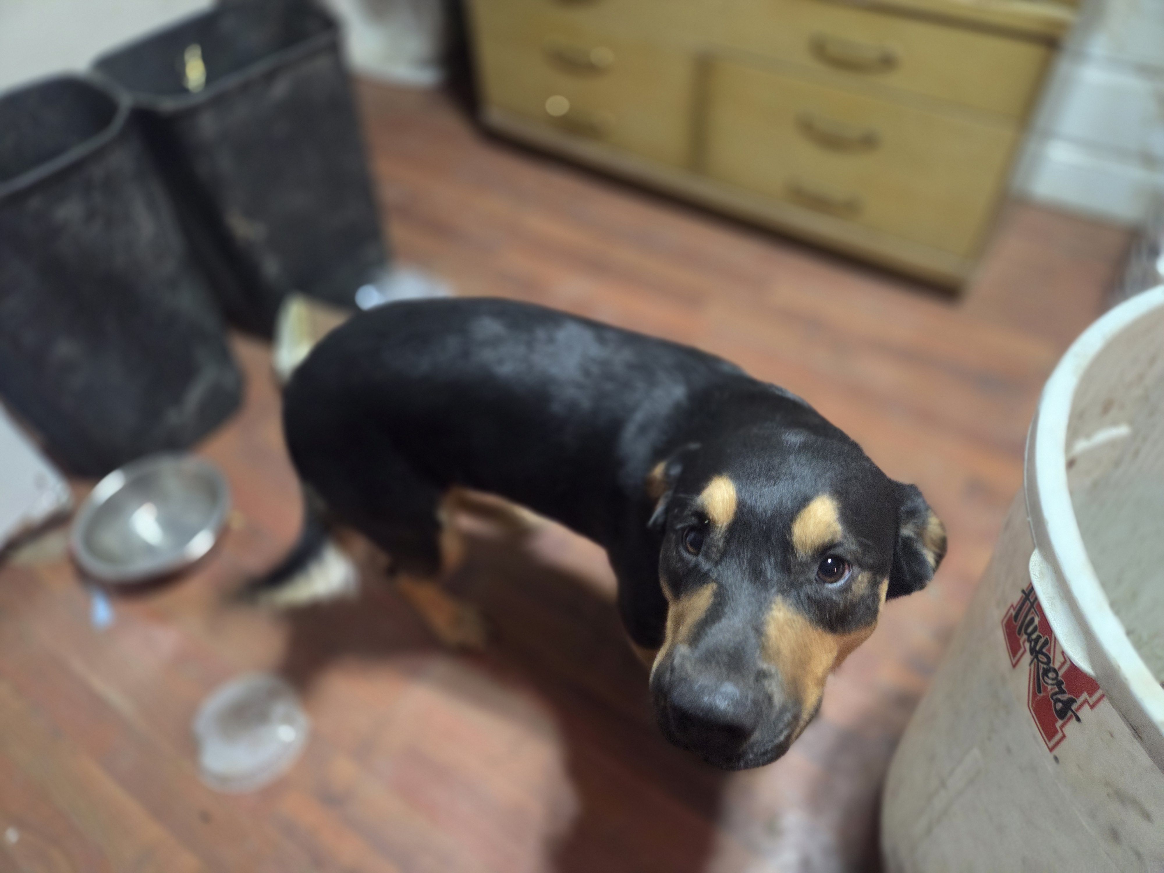 Artic, a male Rottweiler and American Pit Bull Terrier for sale in Beatrice, NE – Photo 4 of 5