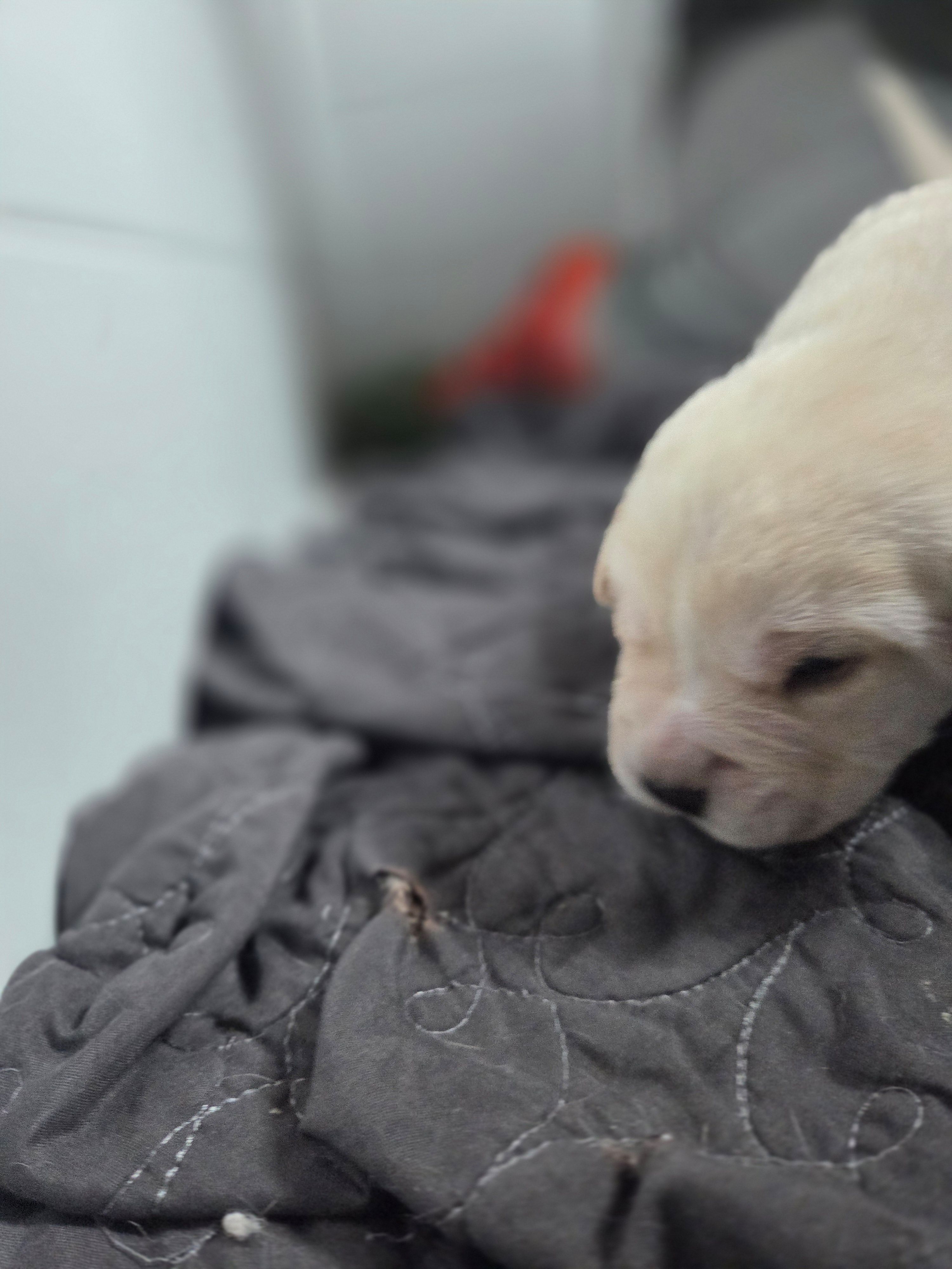 Diesel, a male Rottweiler and American Pit Bull Terrier for sale in Beatrice, NE – Photo 2 of 5
