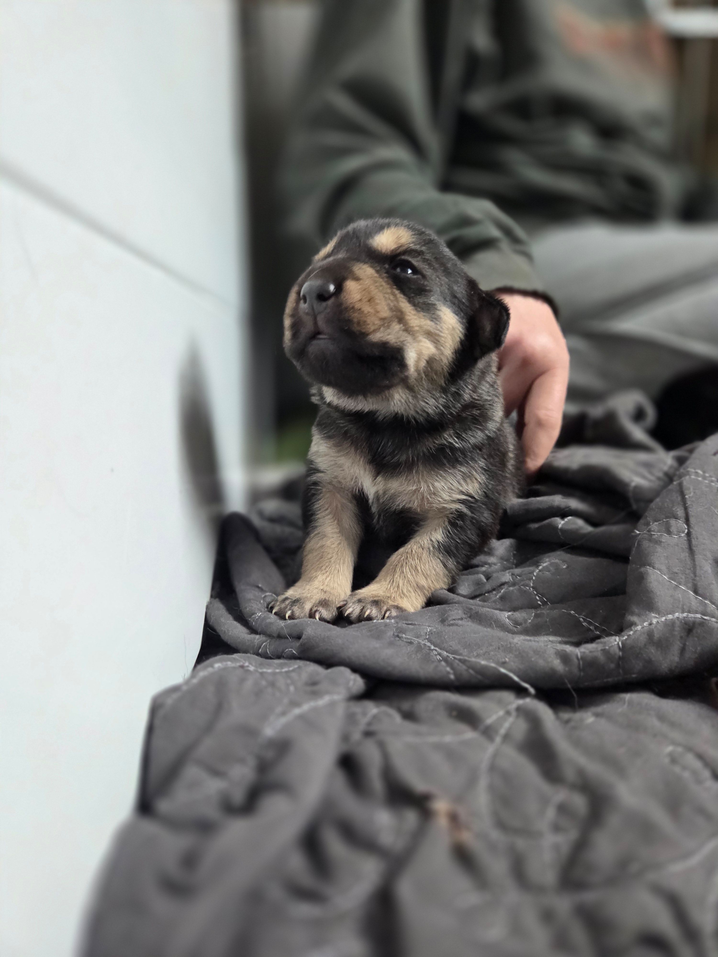 Angel, a female Rottweiler and American Pit Bull Terrier for sale in Beatrice, NE – Photo 2 of 5