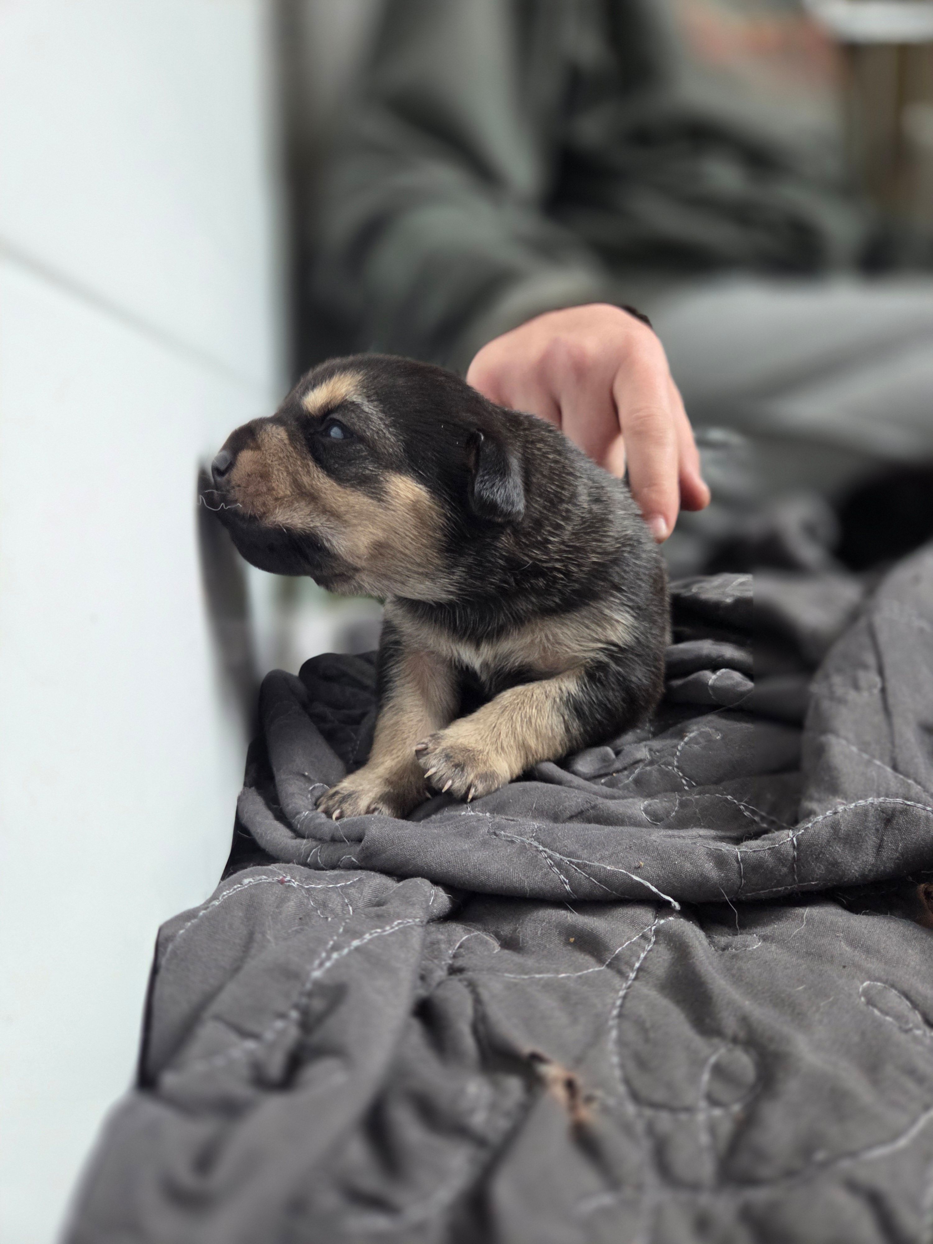 Angel, a female Rottweiler and American Pit Bull Terrier for sale in Beatrice, NE – Photo 3 of 5