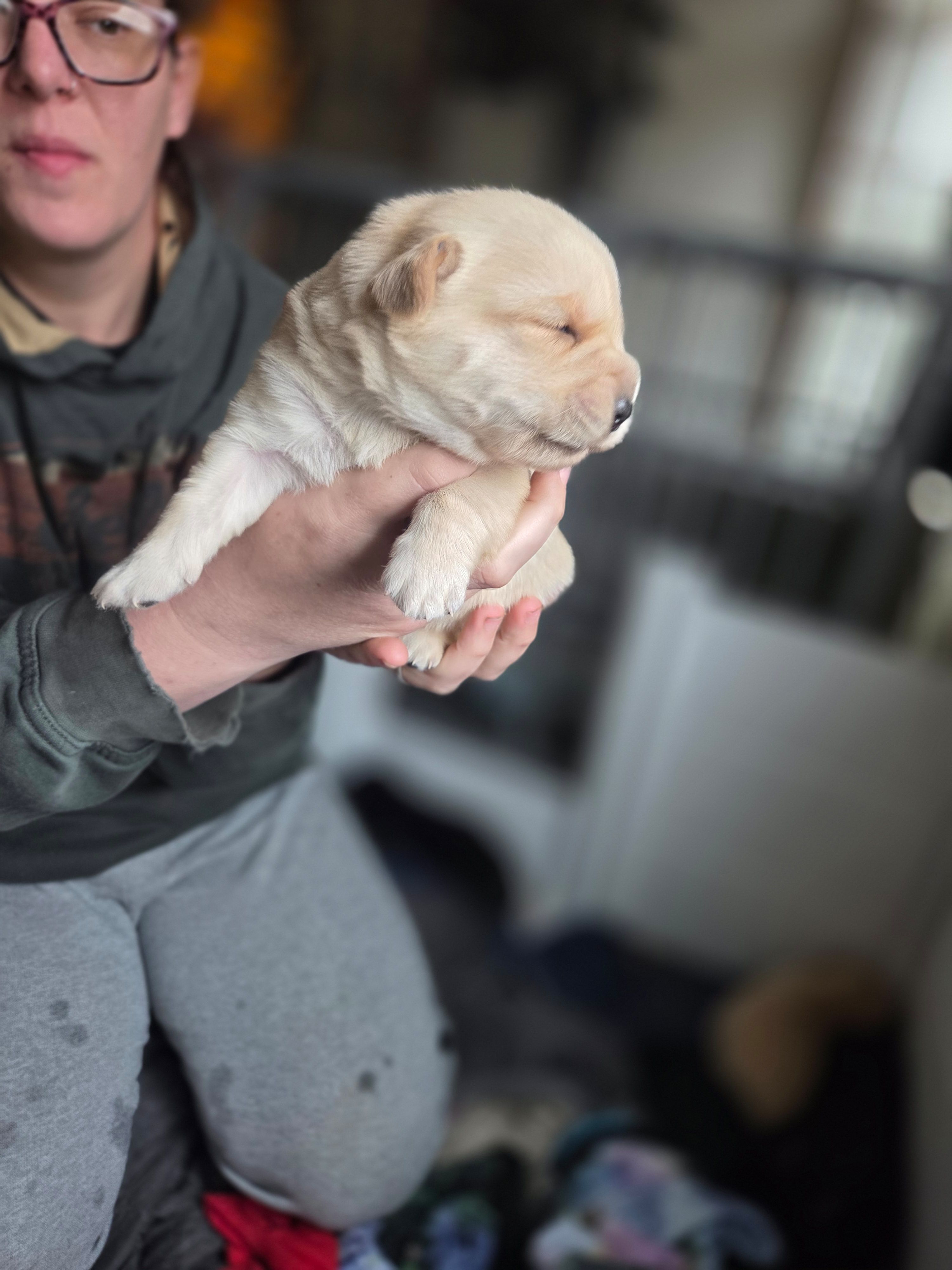 Buster, a male Rottweiler and American Pit Bull Terrier for sale in Beatrice, NE – Photo 3 of 3