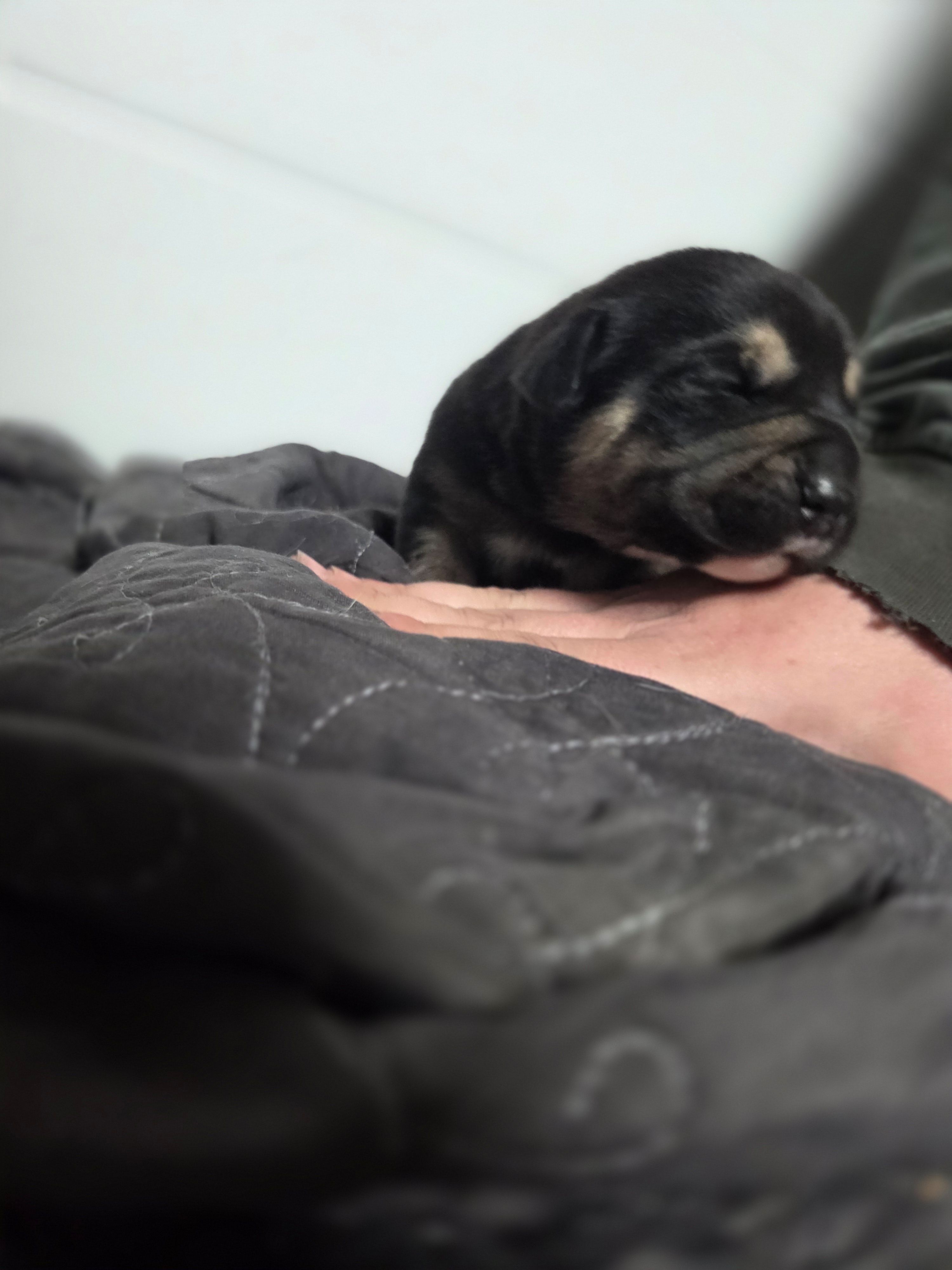 Tyson, a male Rottweiler and American Pit Bull Terrier for sale in Beatrice, NE – Photo 3 of 5