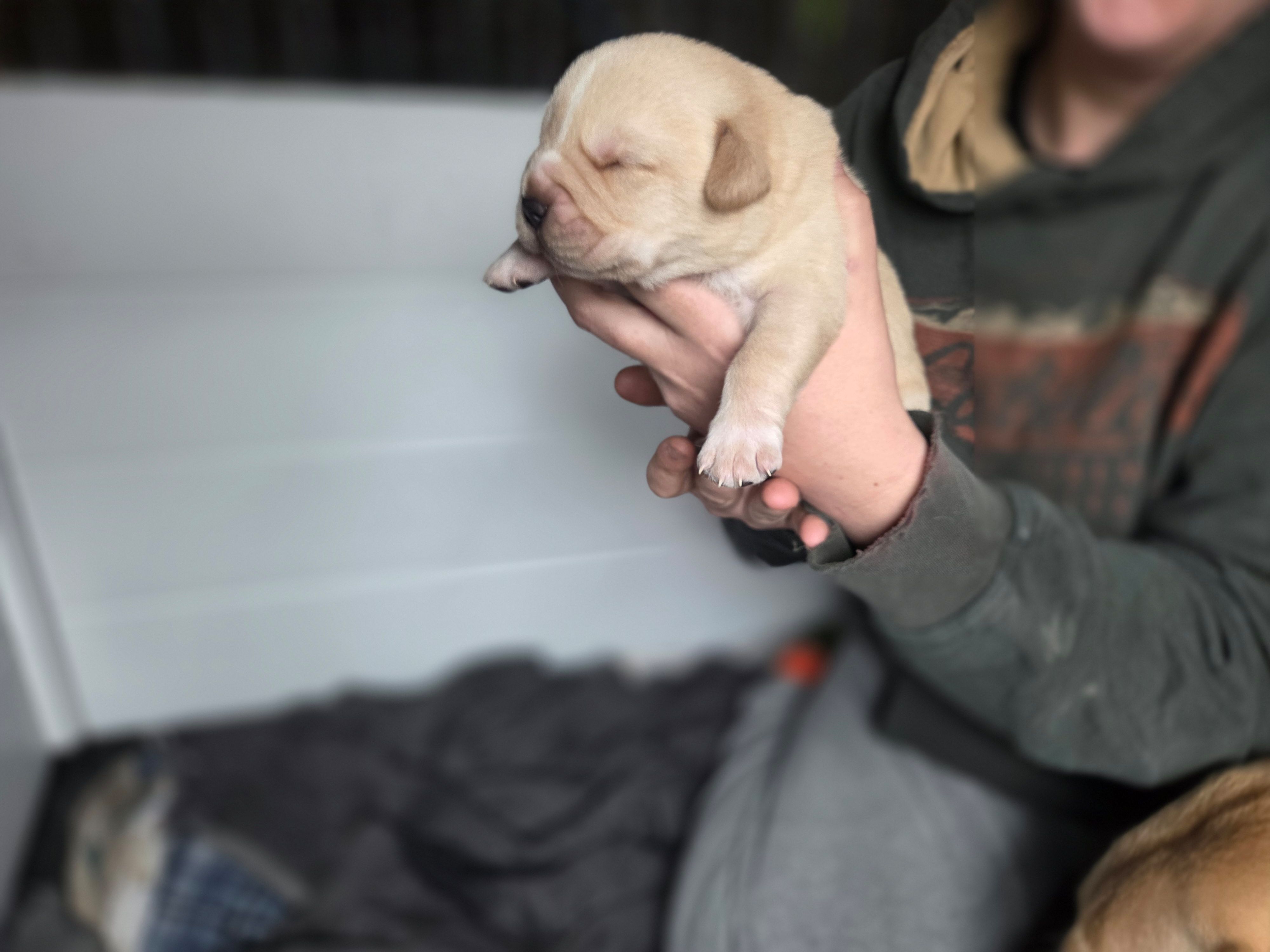 Tank, a male Rottweiler and American Pit Bull Terrier for sale in Beatrice, NE – Photo 3 of 5