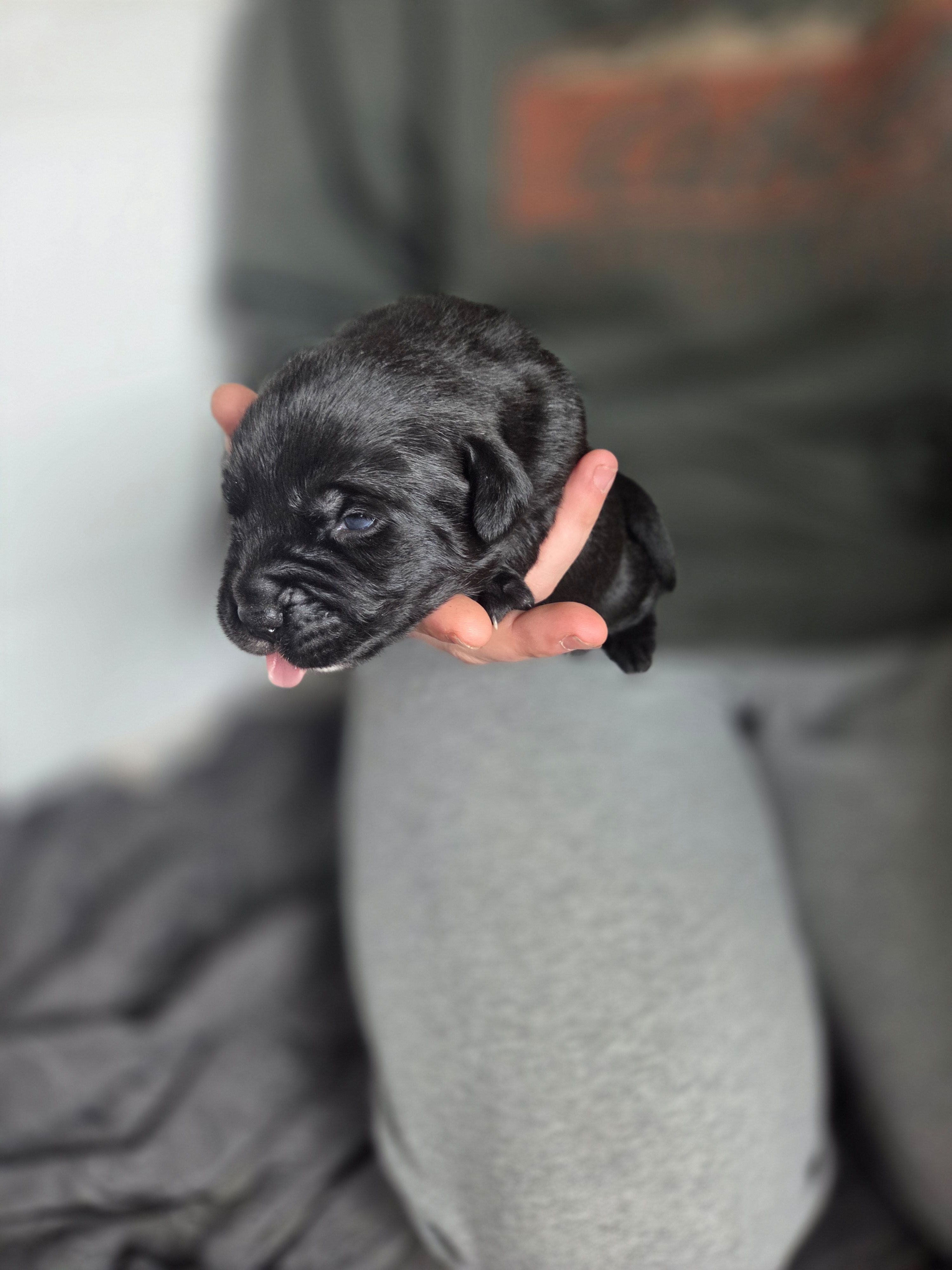 Stella, a female Rottweiler and American Pit Bull Terrier for sale in Beatrice, NE – Photo 3 of 3