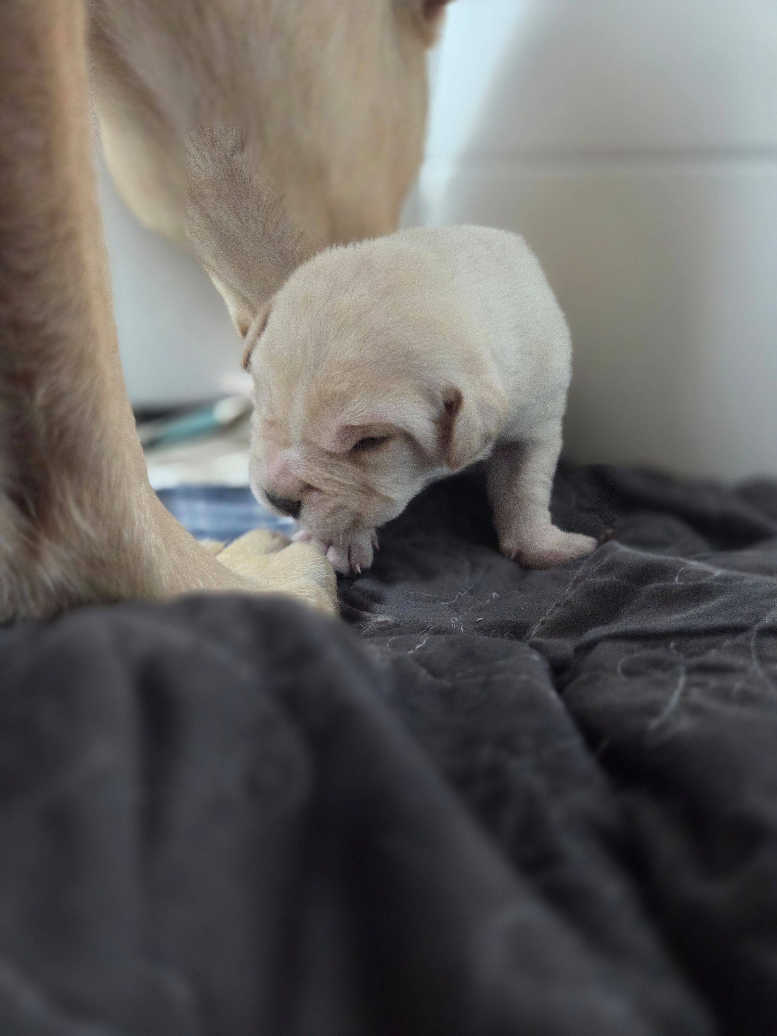 Diesel – Rottweiler, American Pit Bull Terrier puppy for sale in Beatrice, NE