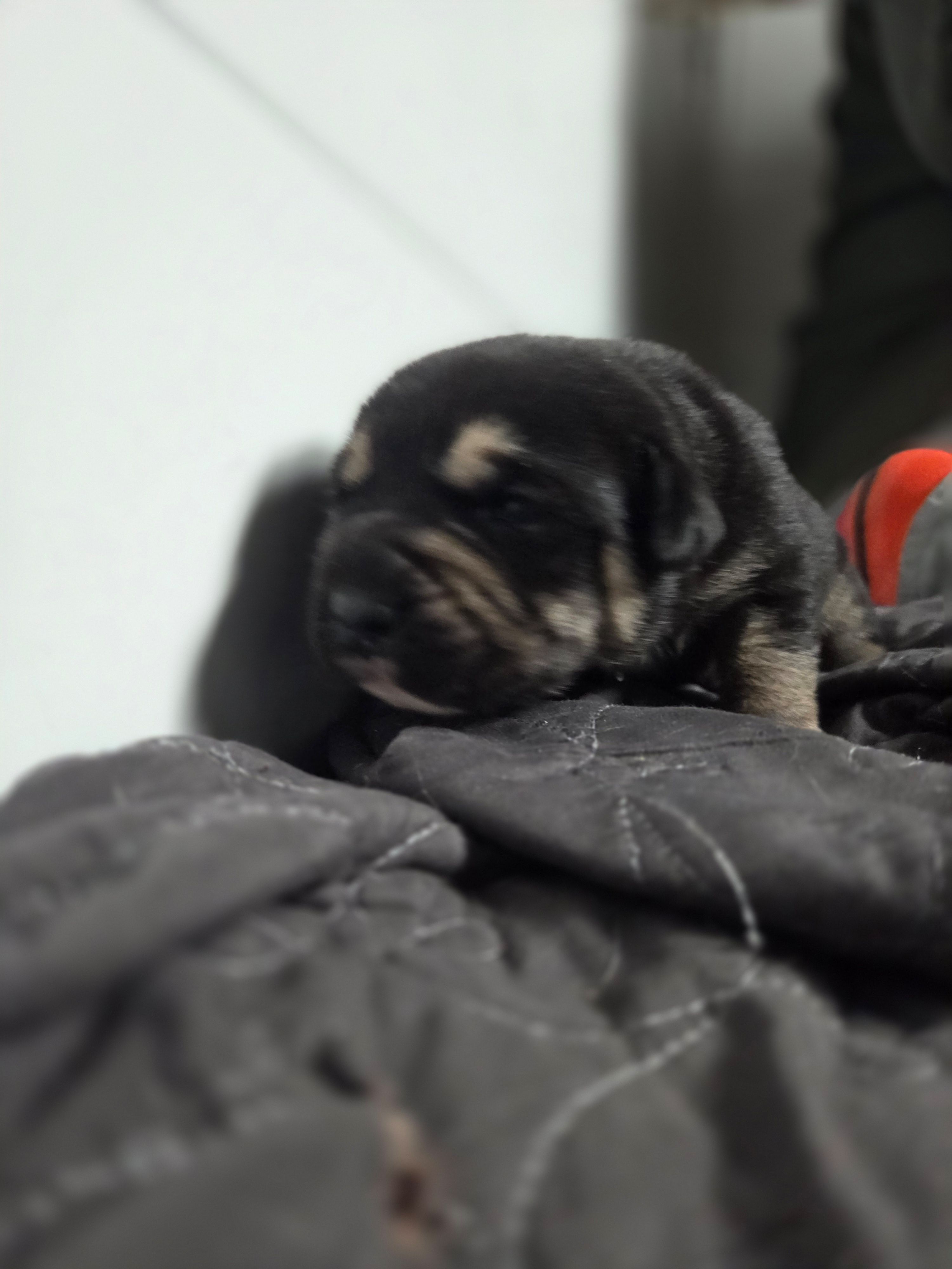 Tyson – Rottweiler, American Pit Bull Terrier puppy for sale in Beatrice, NE