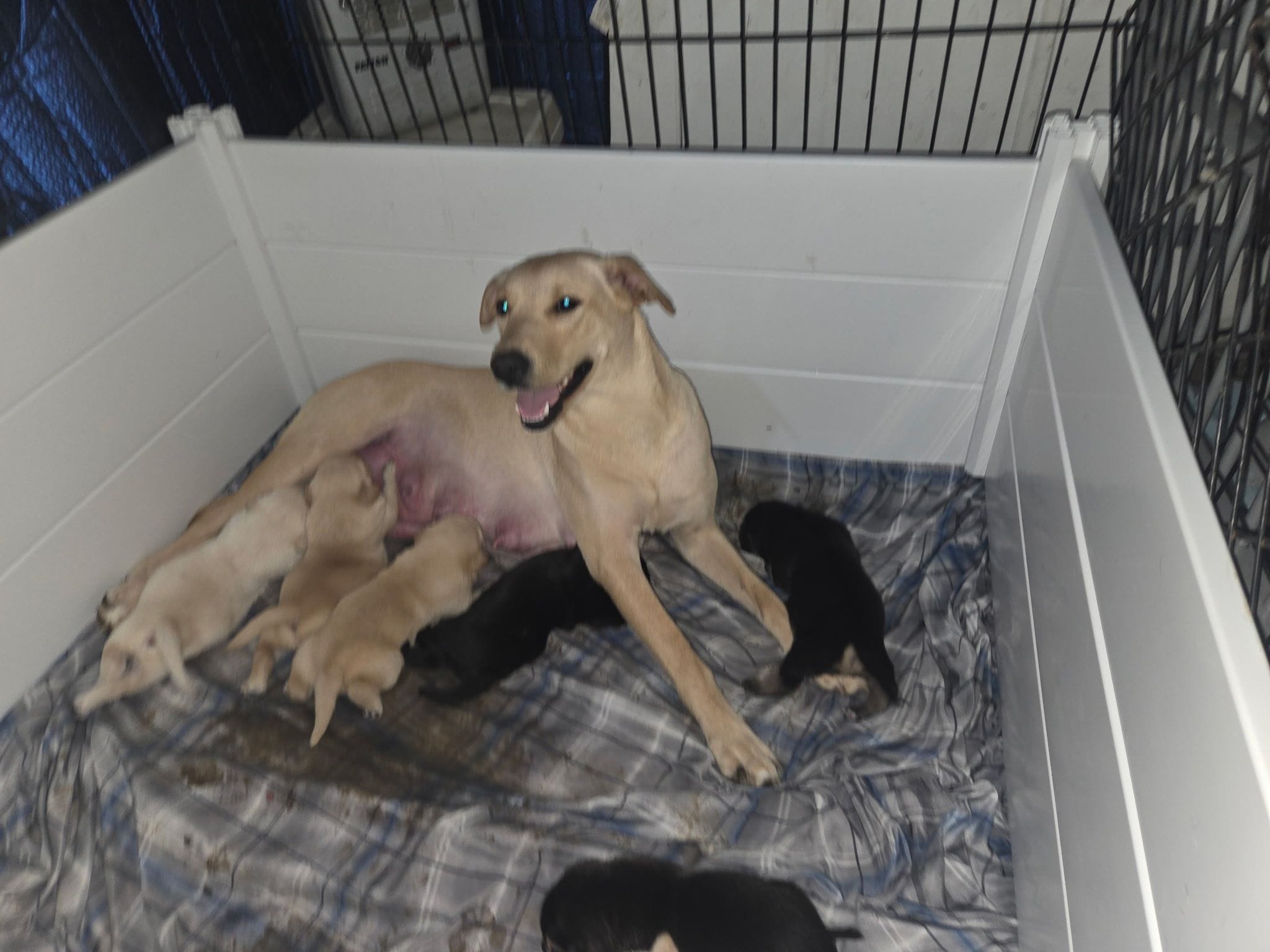 Angel, a female Rottweiler and American Pit Bull Terrier for sale in Beatrice, NE – Photo 4 of 5