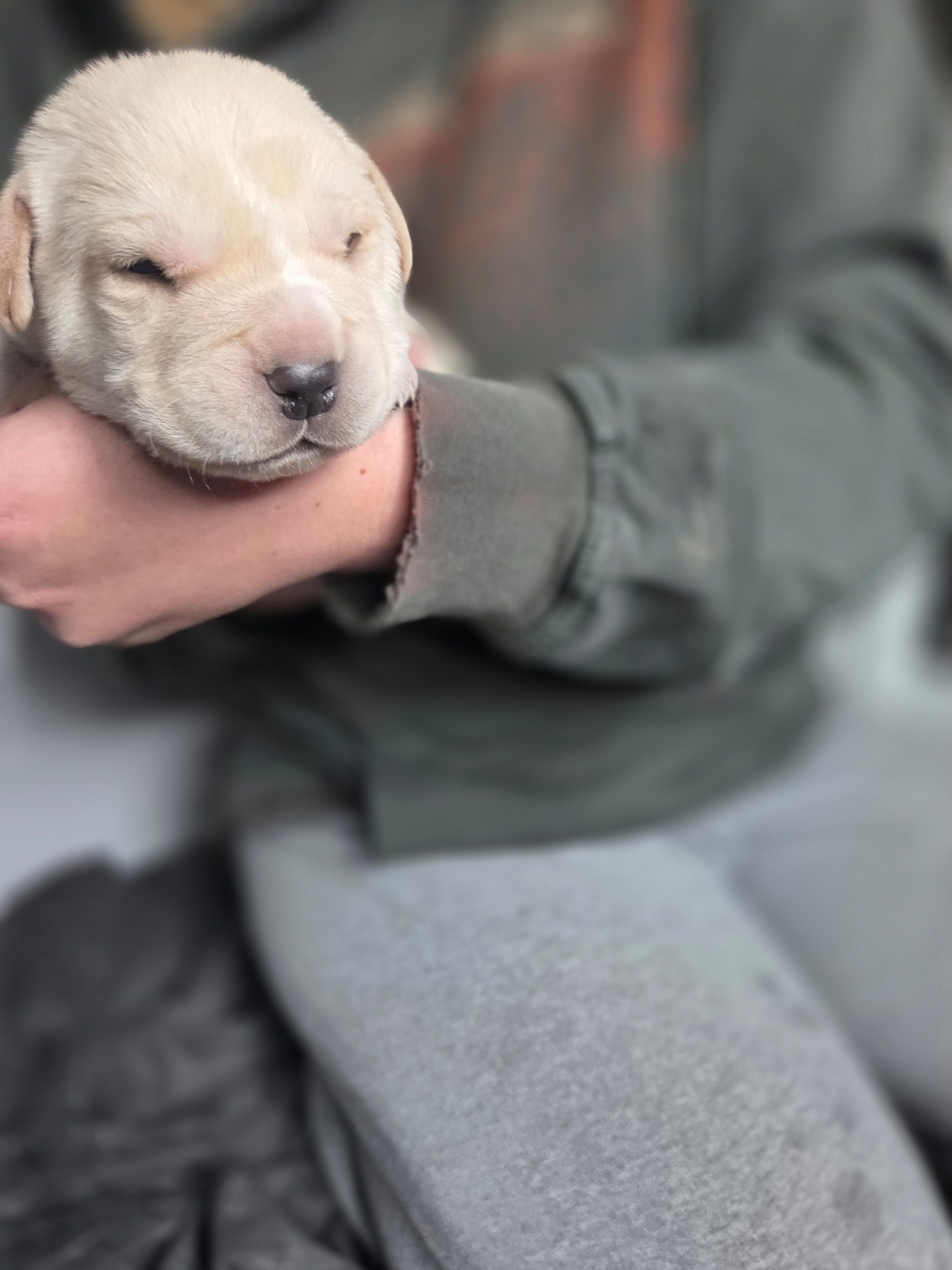 Diesel, a male Rottweiler and American Pit Bull Terrier for sale in Beatrice, NE – Photo 3 of 5