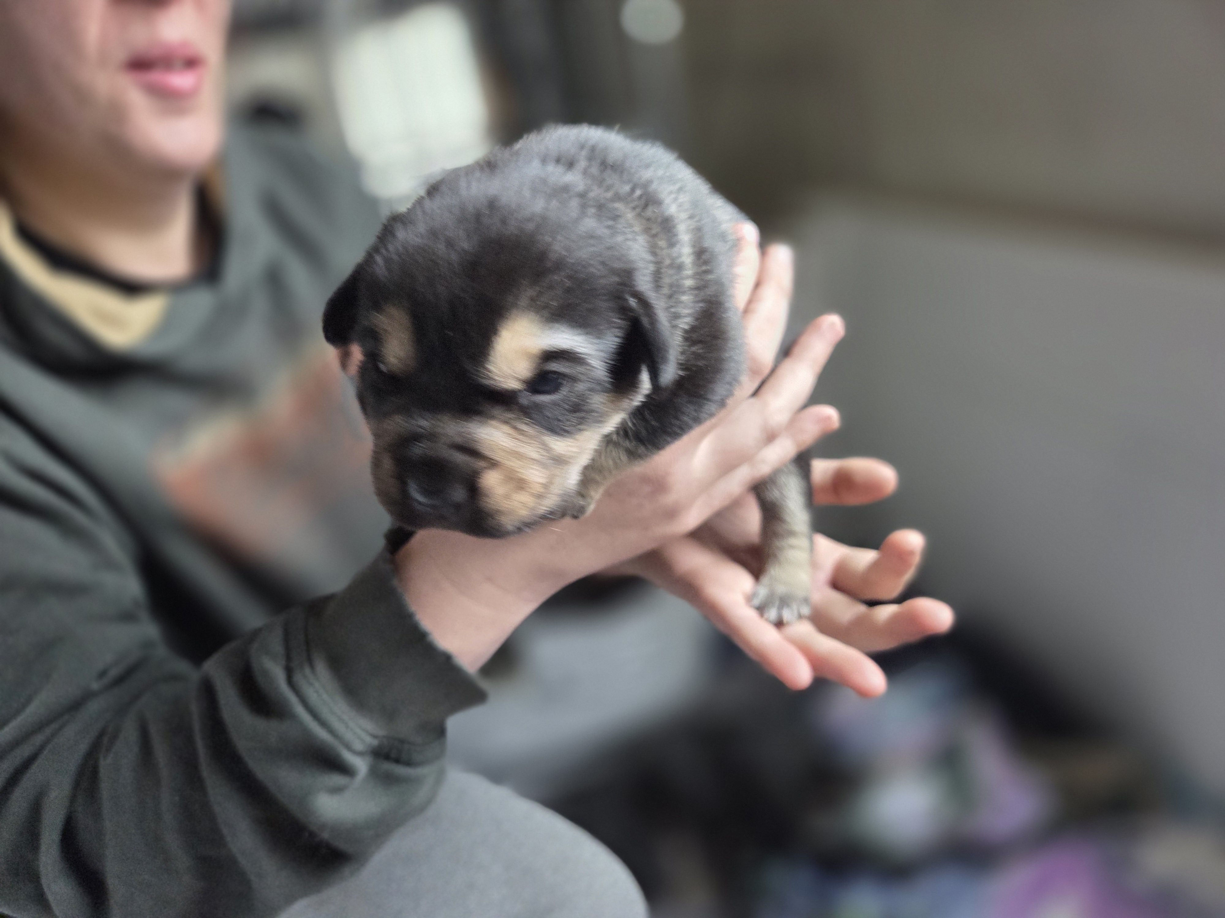 Luna – Rottweiler, American Pit Bull Terrier puppy for sale in Beatrice, NE