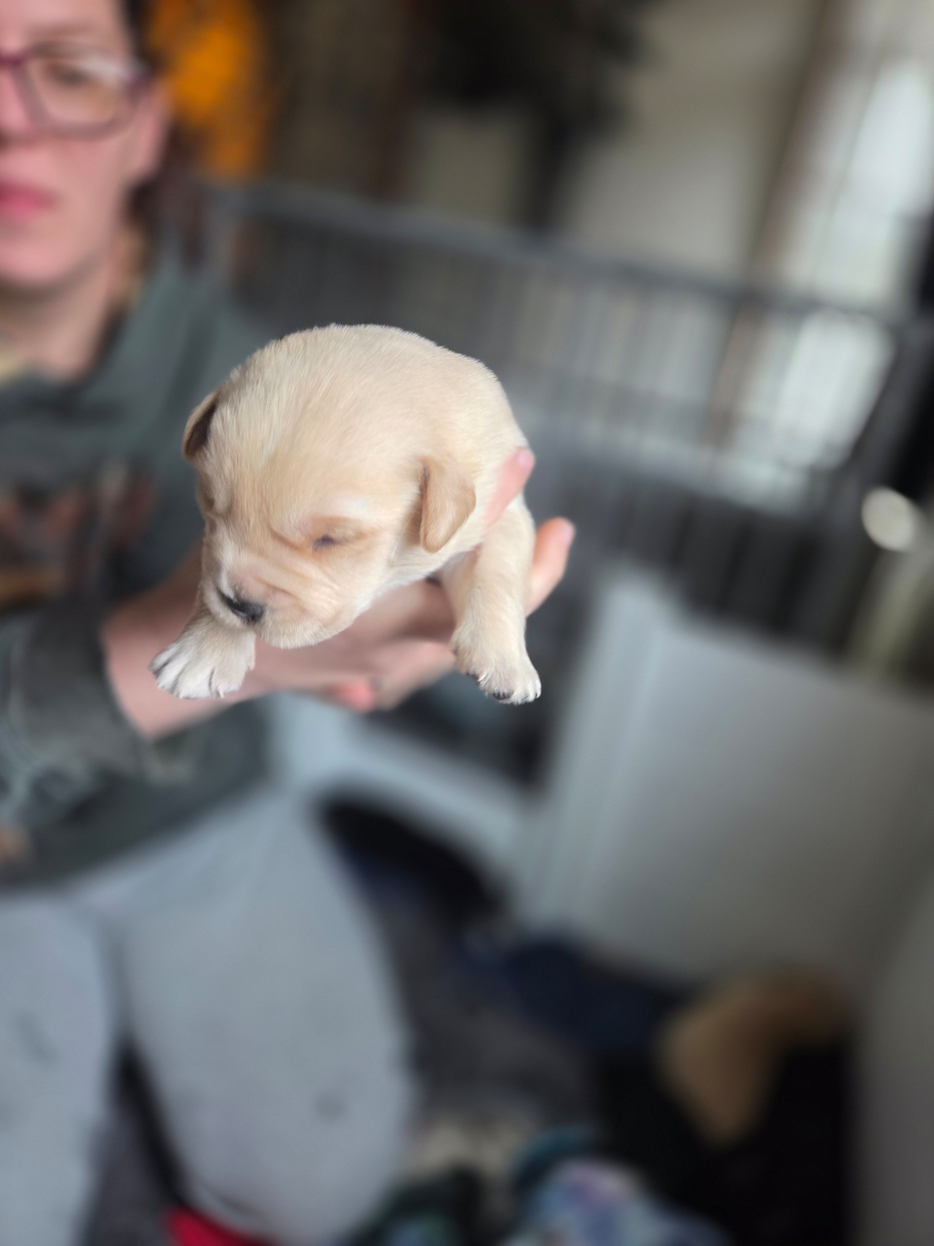 Buster, a male Rottweiler and American Pit Bull Terrier for sale in Beatrice, NE – Photo 2 of 3