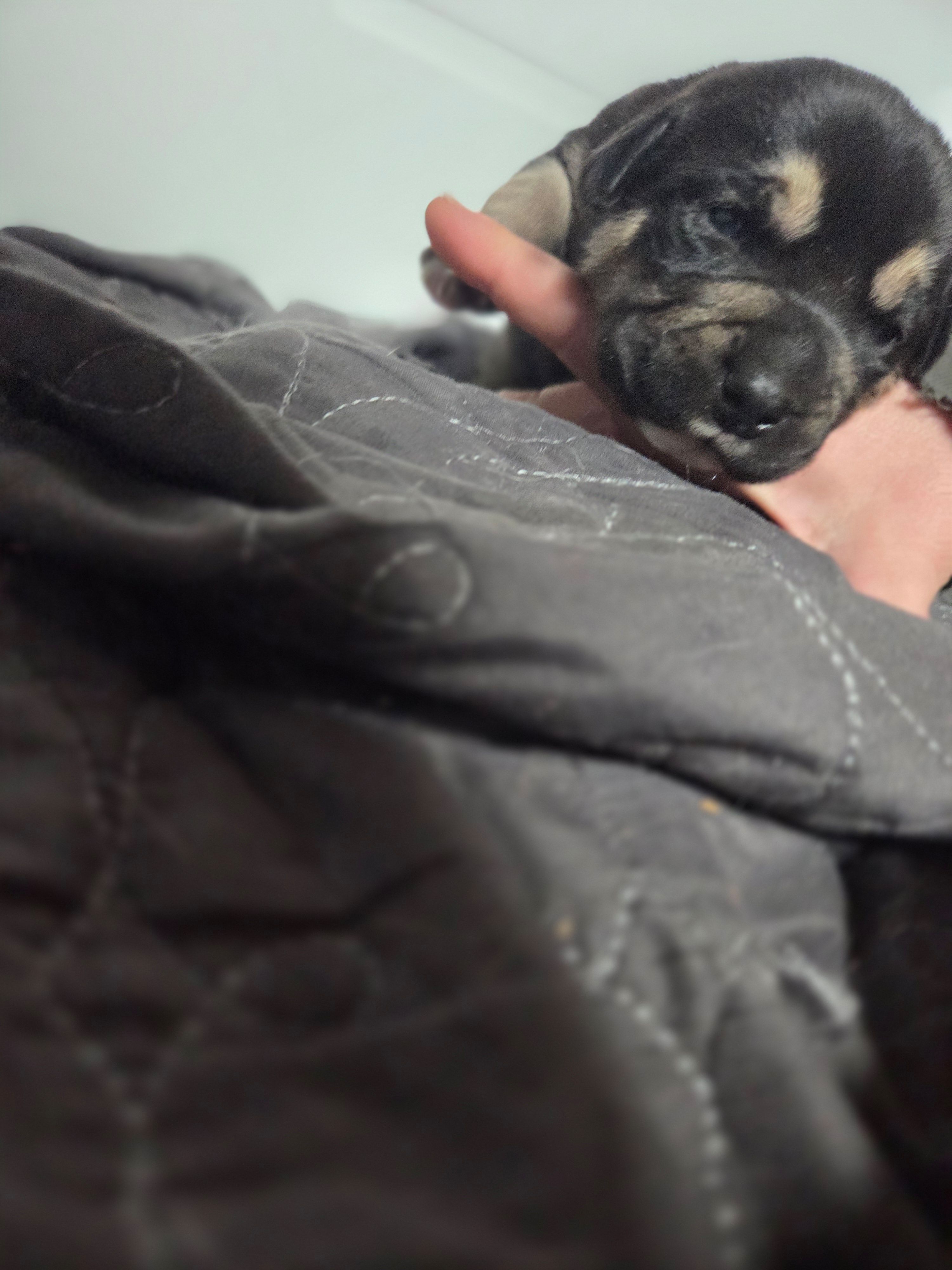 Tyson, a male Rottweiler and American Pit Bull Terrier for sale in Beatrice, NE – Photo 2 of 5