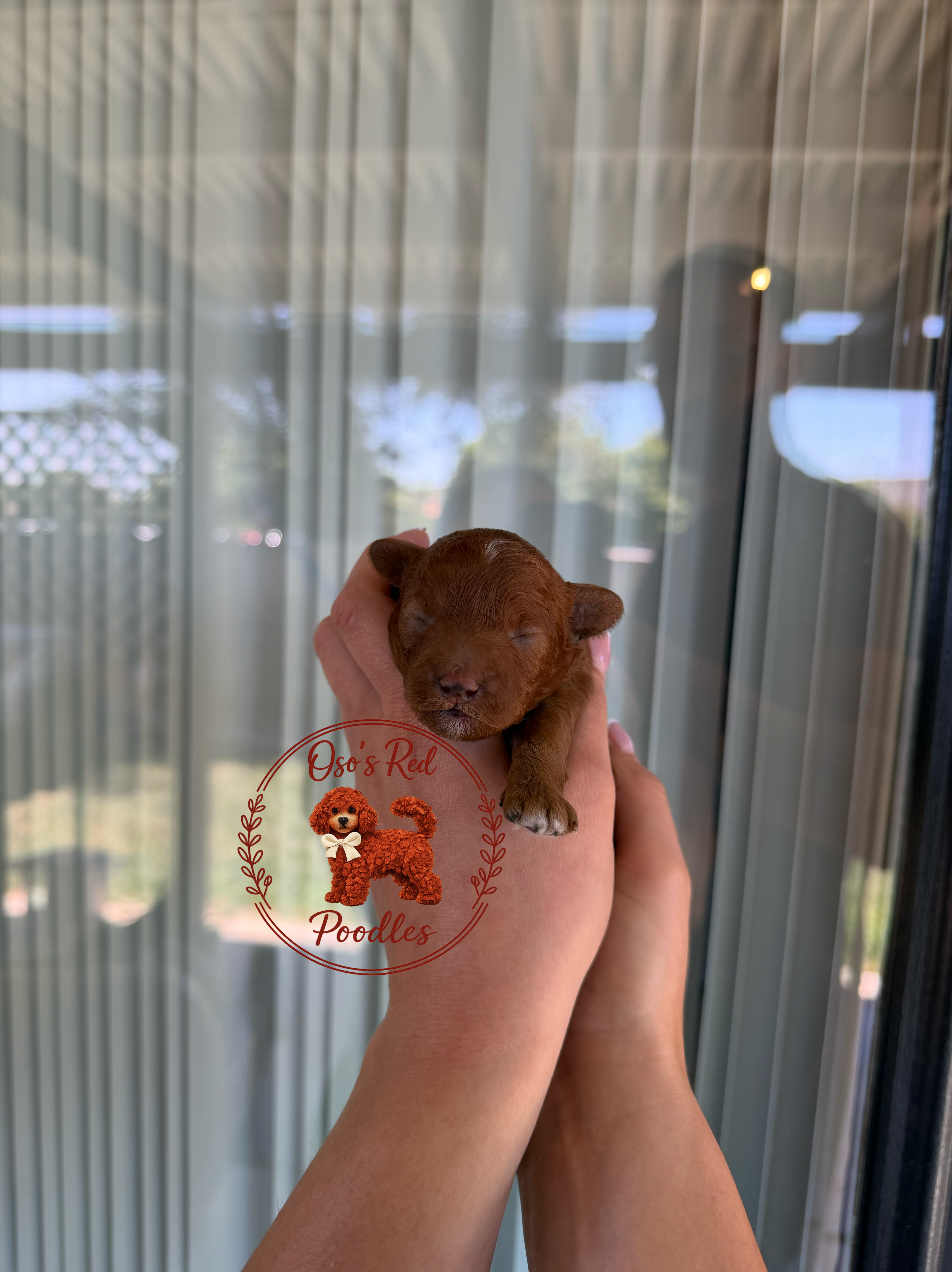 Male 2 – Poodle - Toy  puppy for sale in Modesto, CA